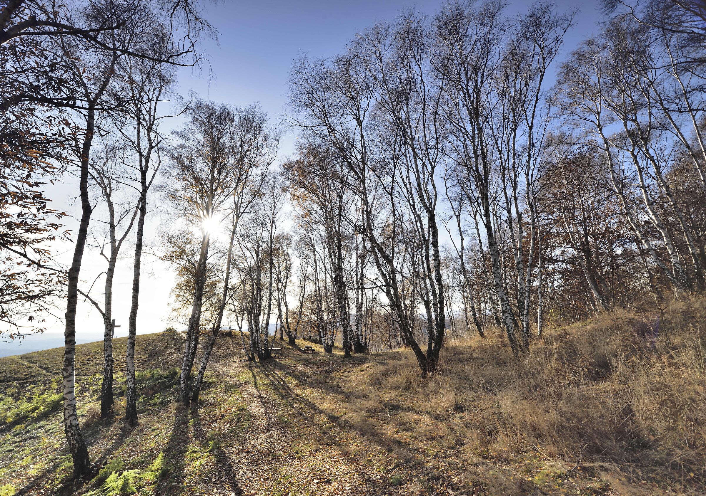 Sass dal Pizz - tra le betulle