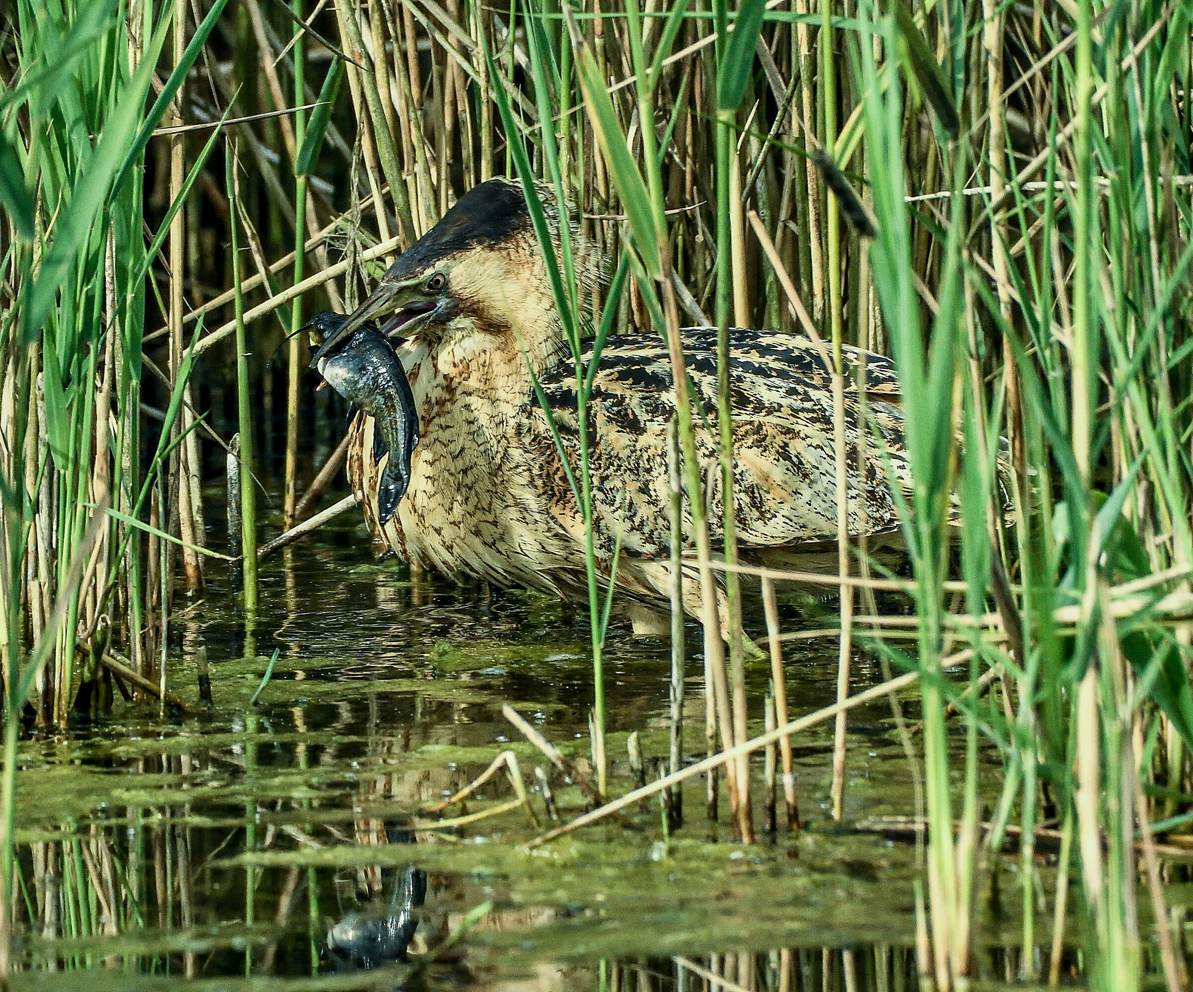 tarabuso con pescegatto