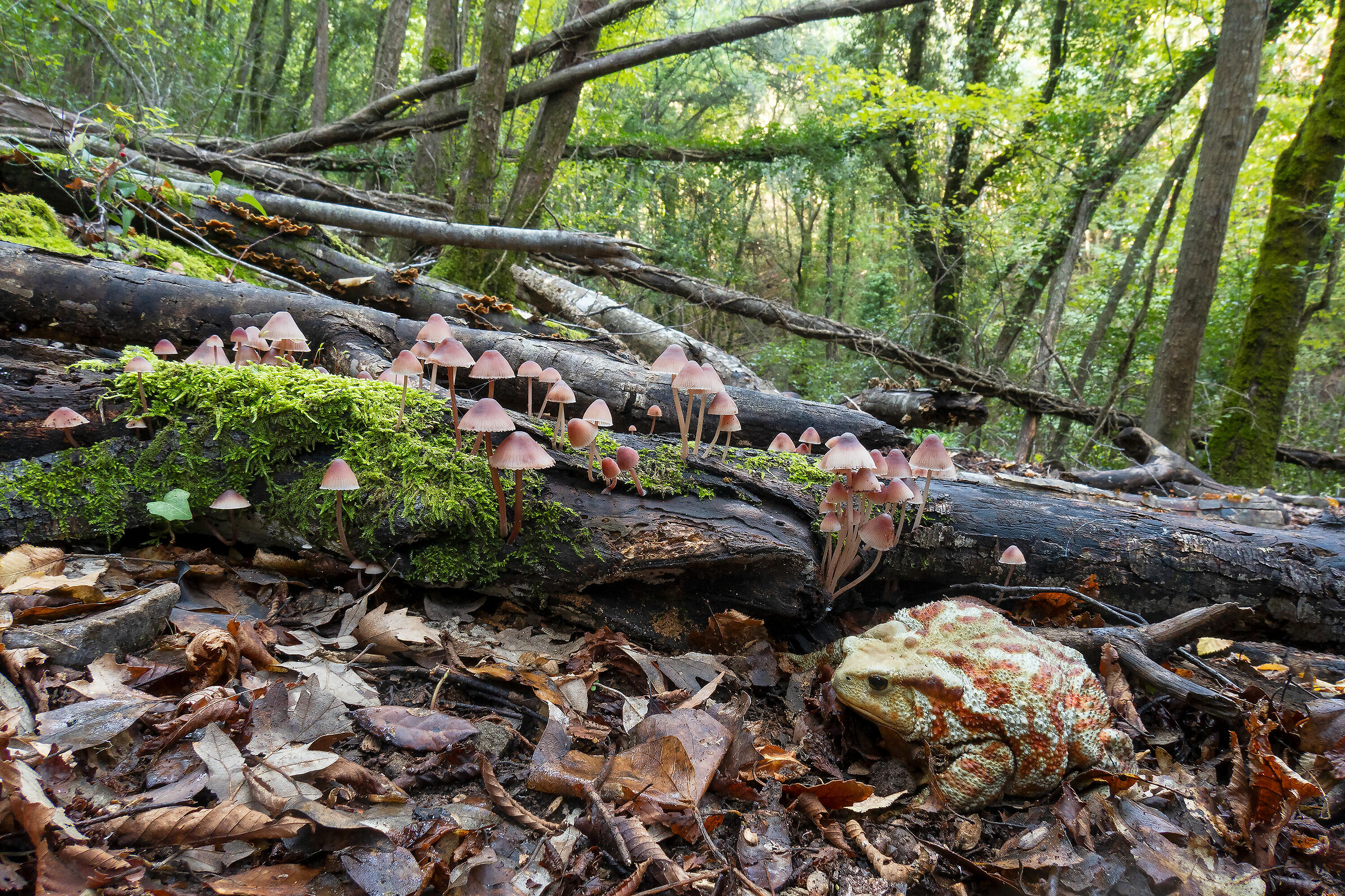 Femmina di Bufo bufo