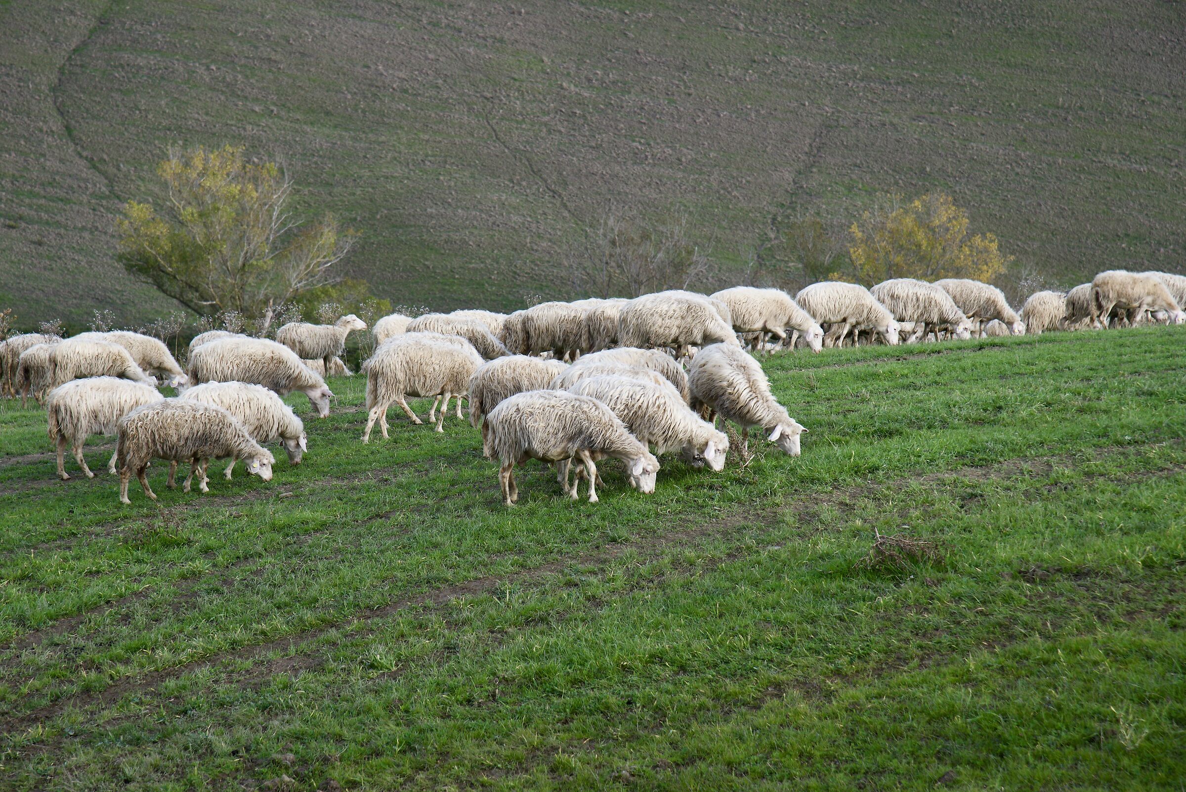 Grazing sheep