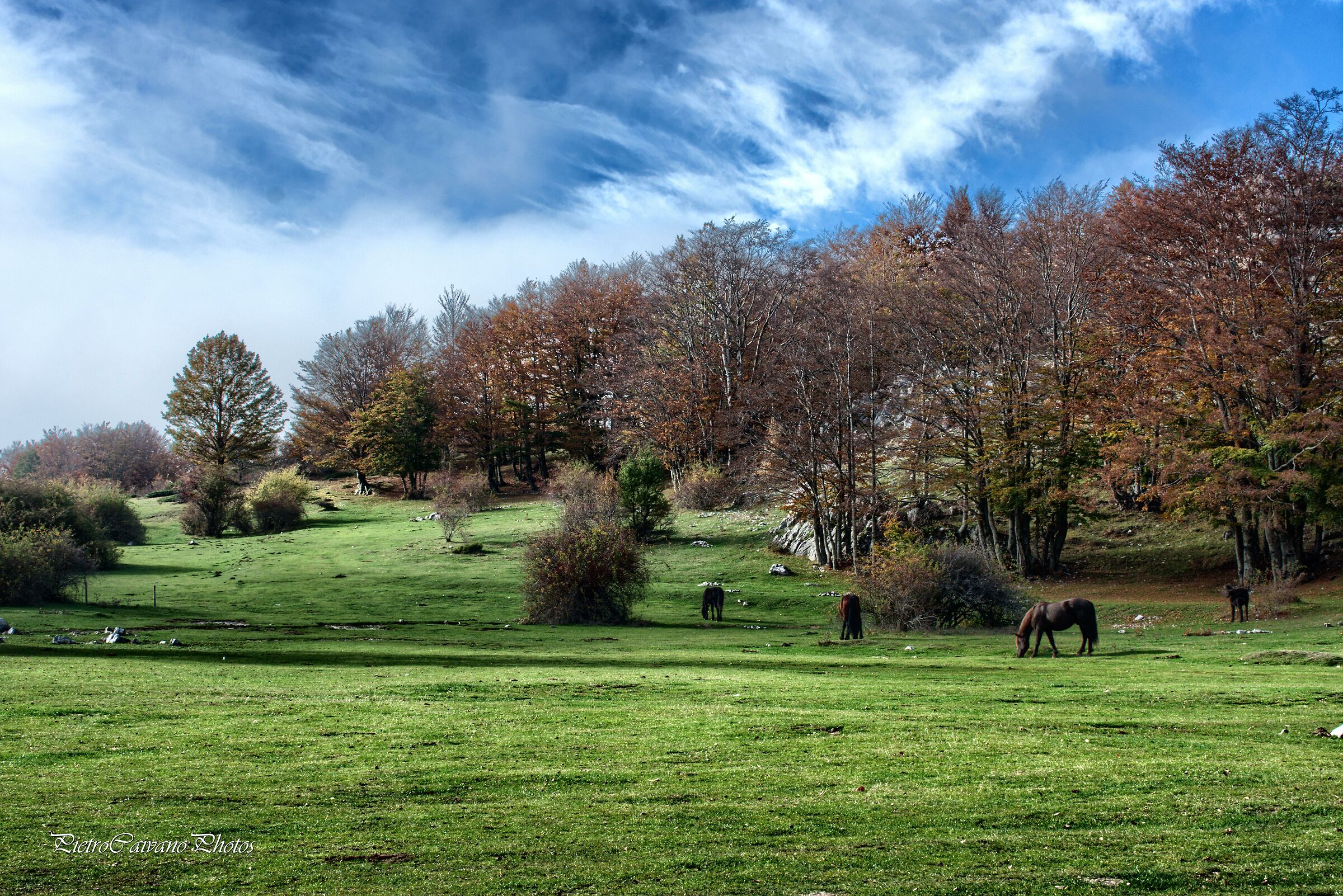 Verdi Pascoli di Montagna