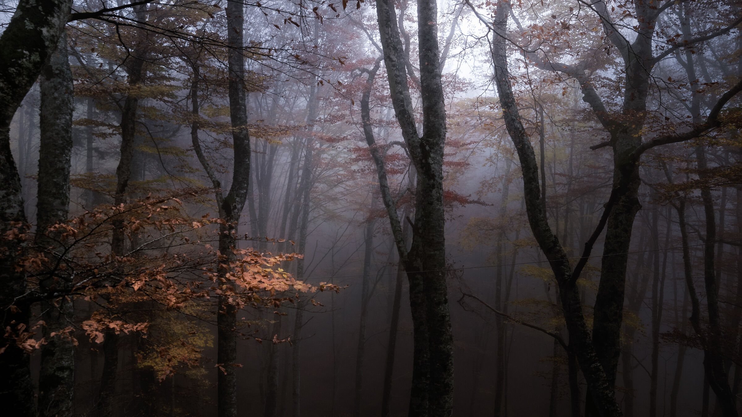 La foresta incantata