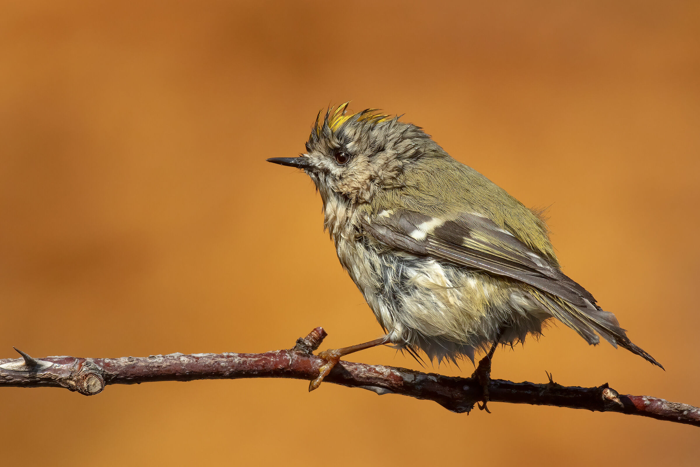 Il simpatico Regolo dopo il bagno in una pozza