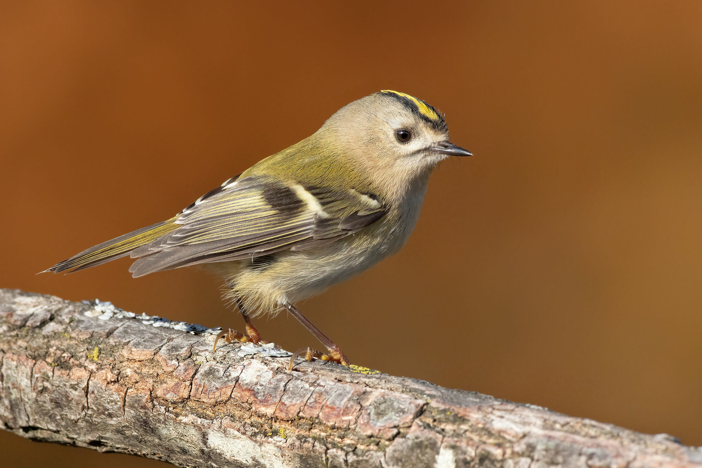 Regolo su sondo autunnale di betulle