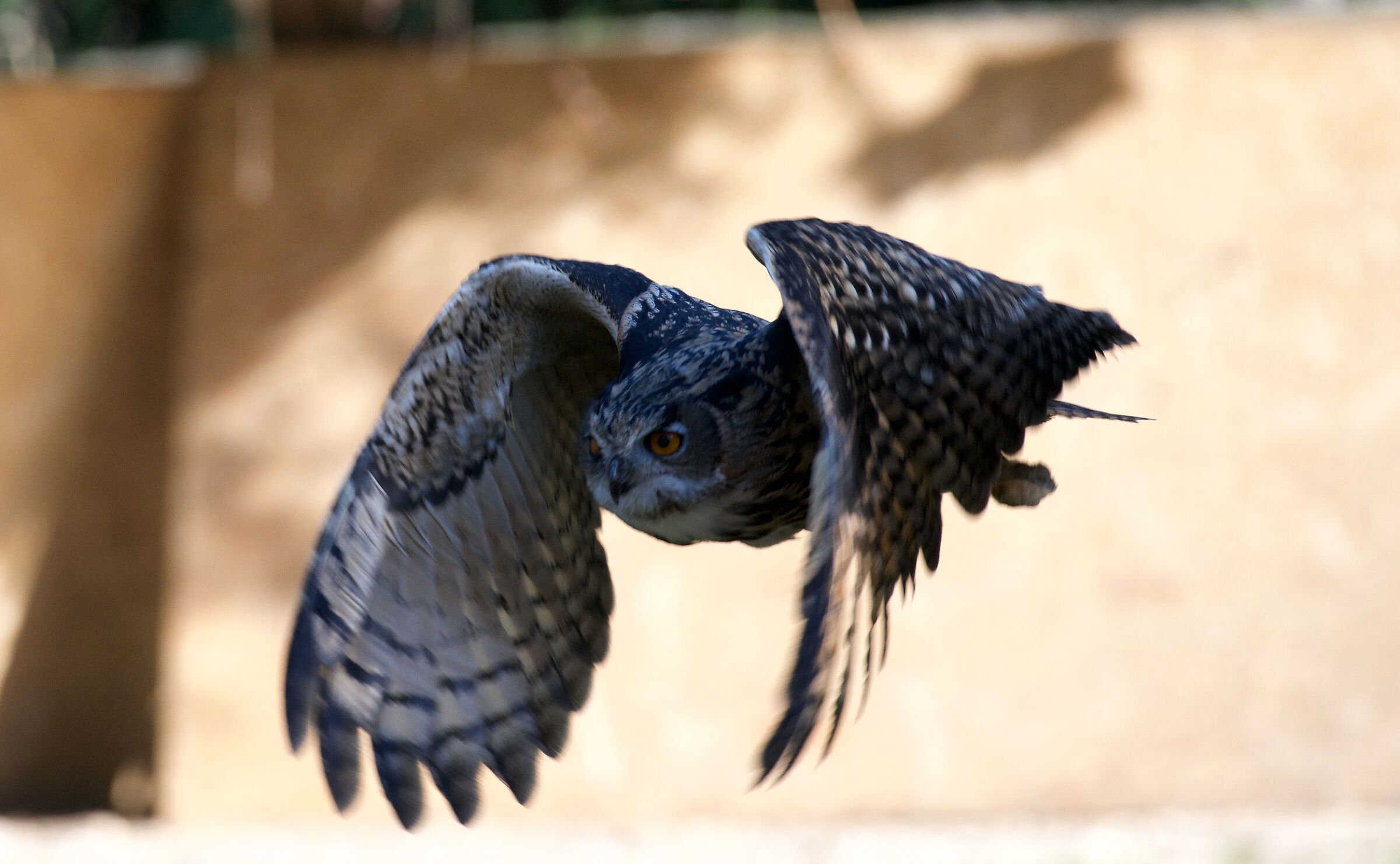 Royal Owl