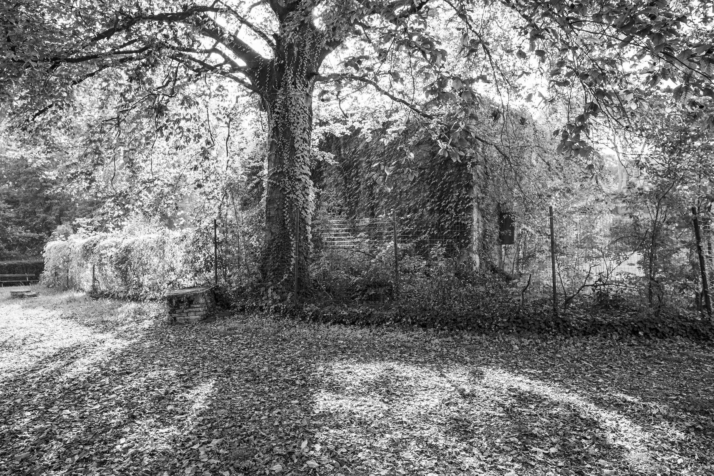 Urban Foliage - Villa delle Rose