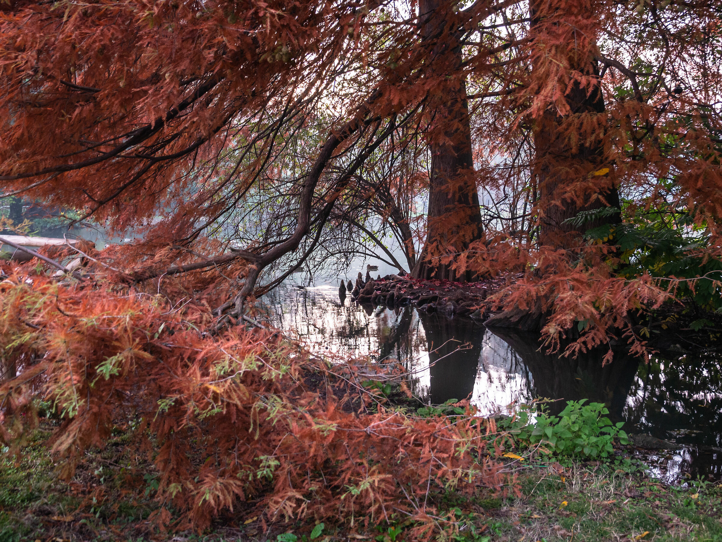 Parco Sempione - Autunno - Milan