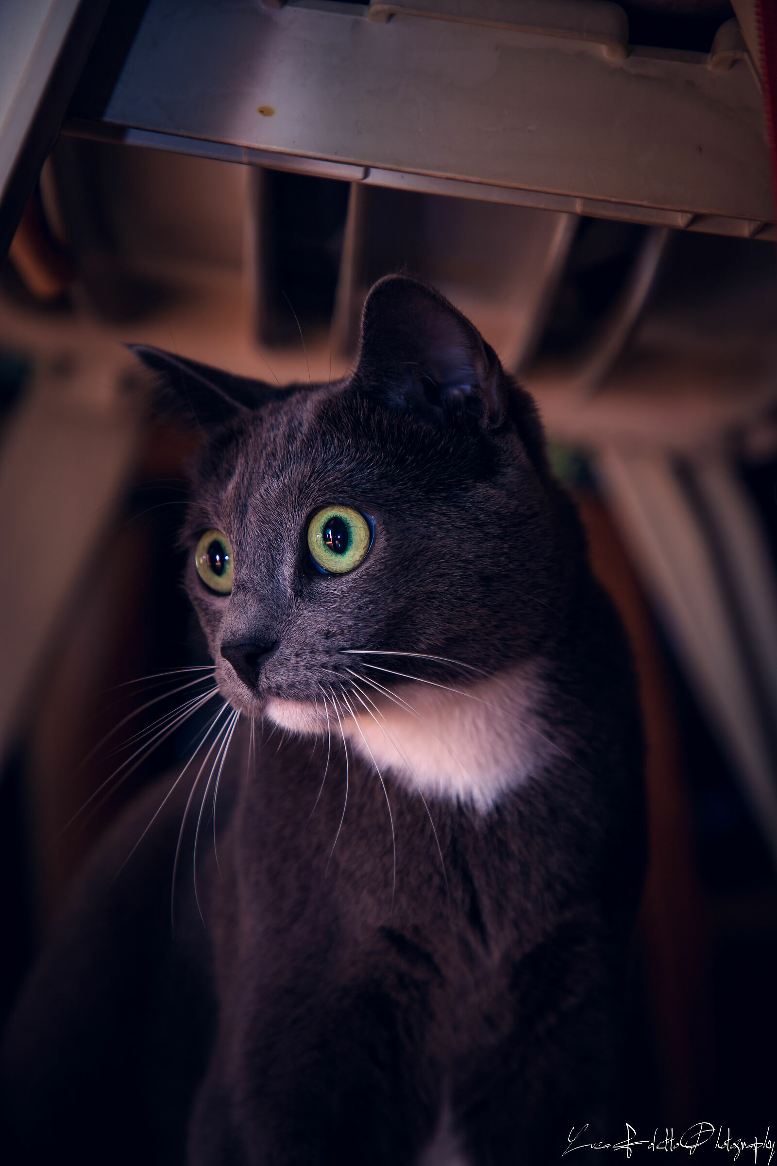occhi di gatto