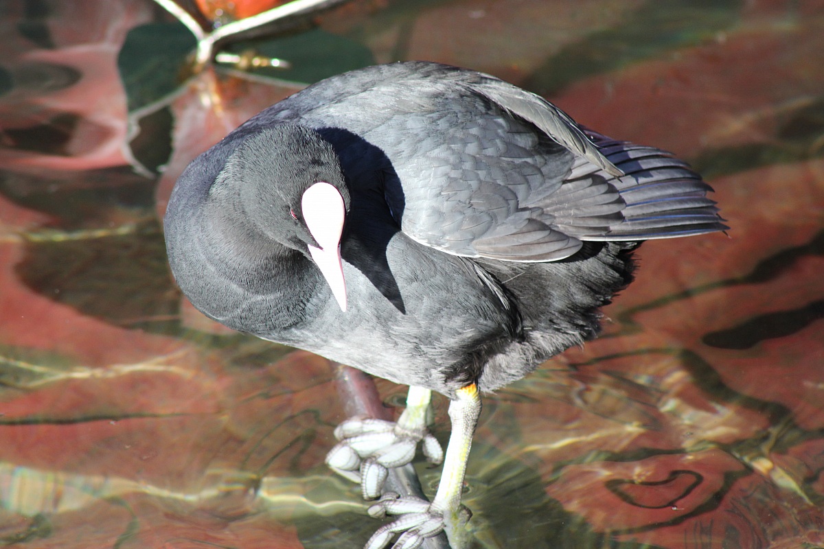 Lungo l'Adda: Folaga