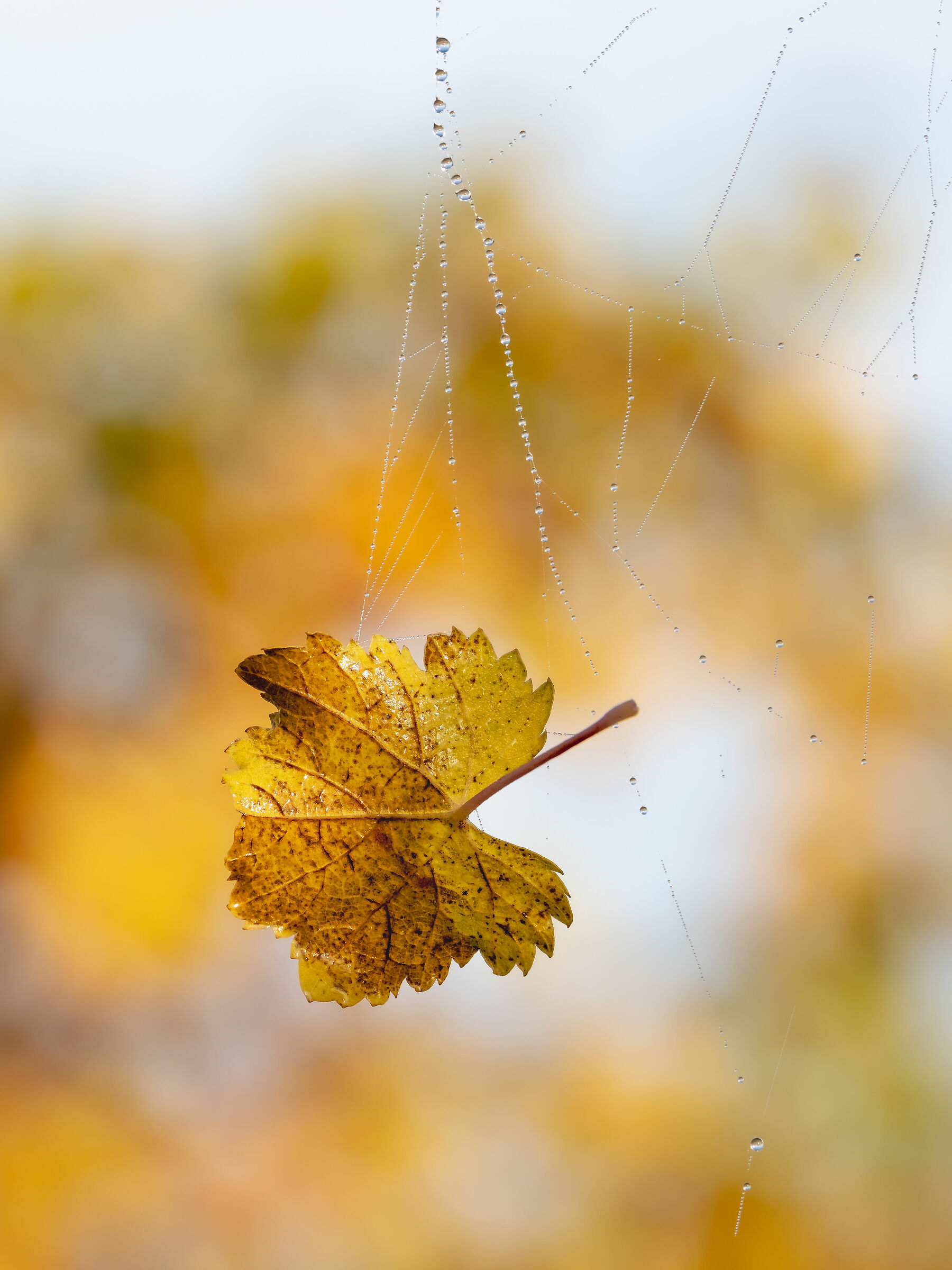 Hanging by a thread