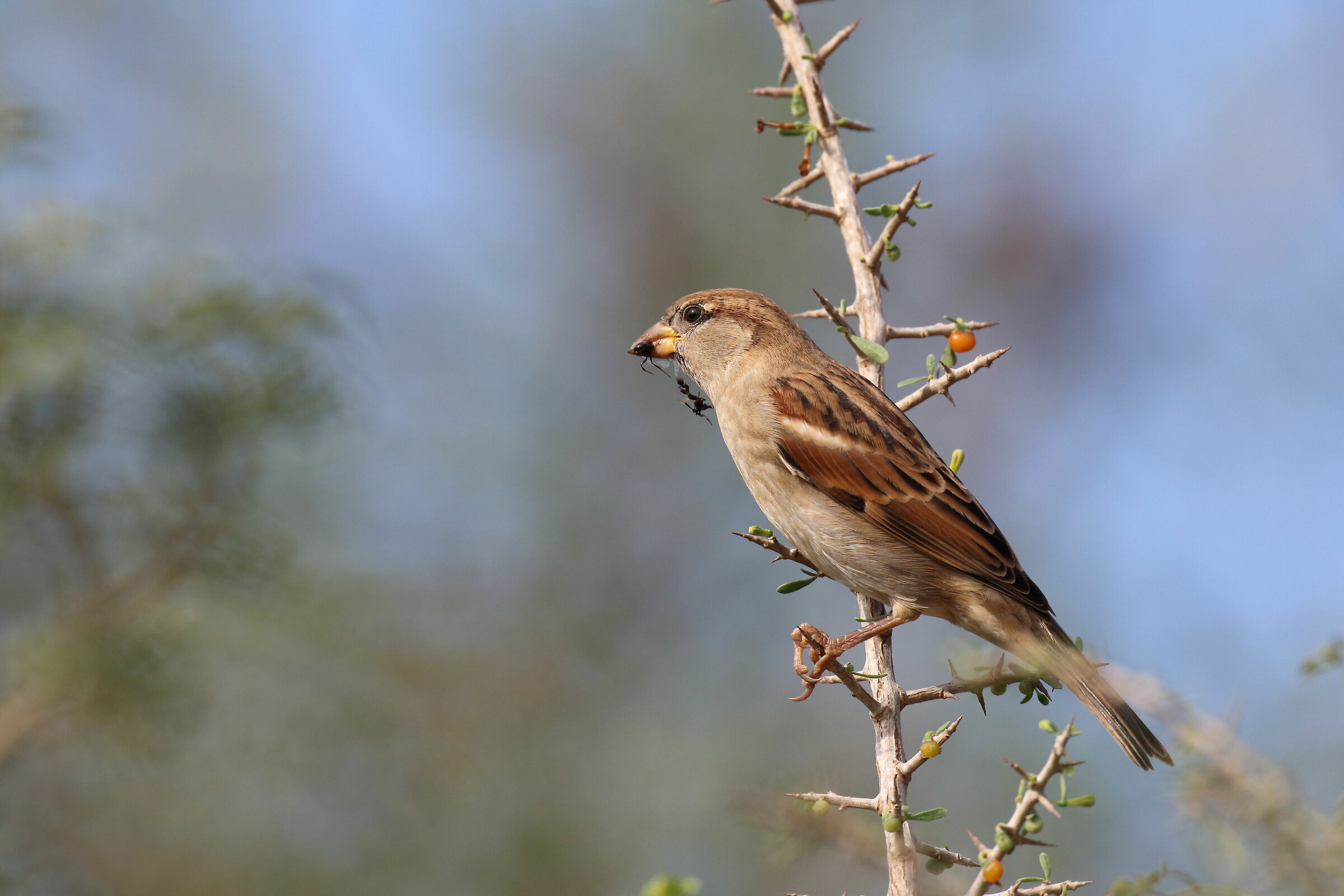 Passero con il suo pescato