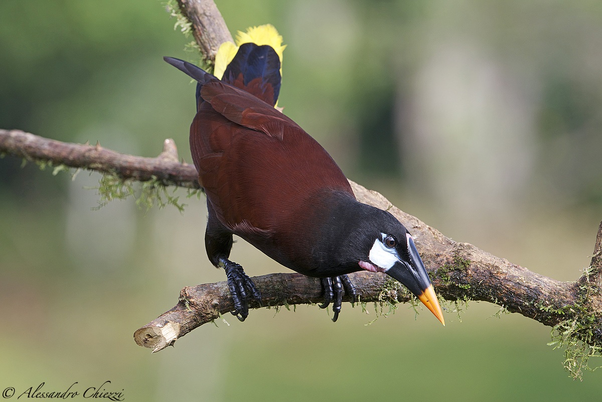 Oropendola of Montezuma