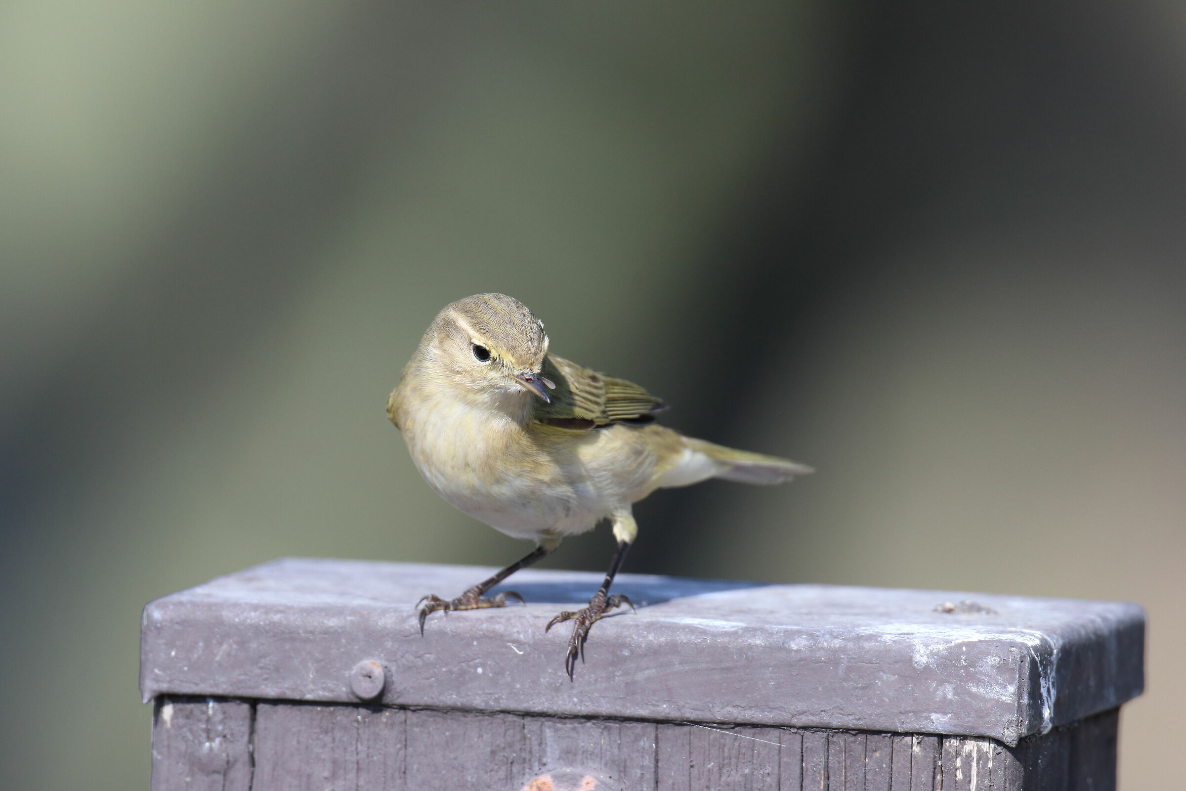 Phylloscopus trochilus
