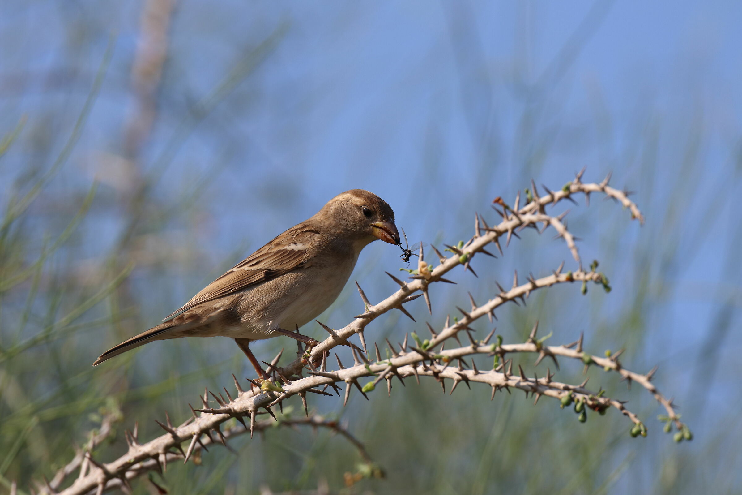 Passero con il suo pescato