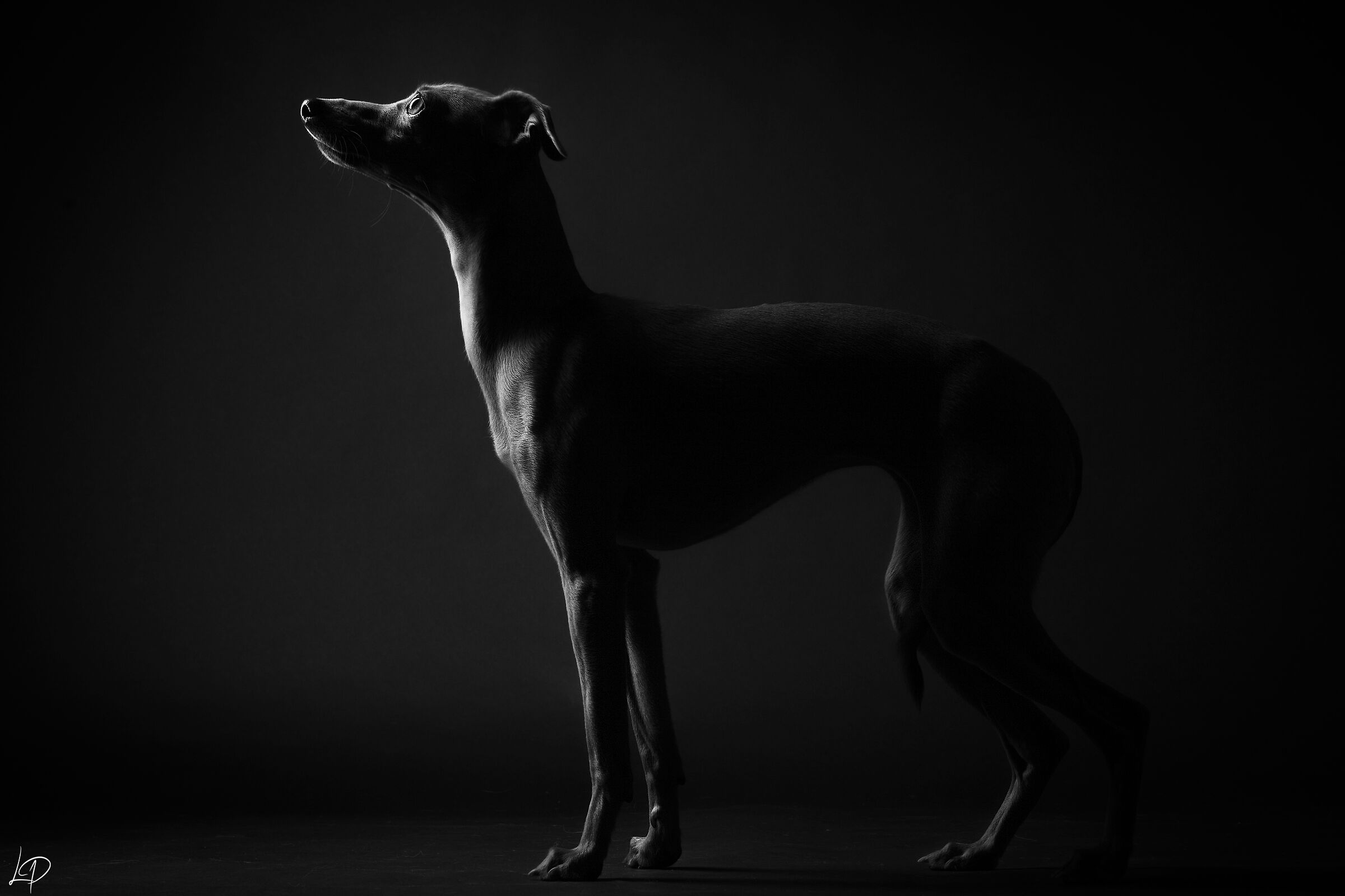 Italian Greyhound in Low key