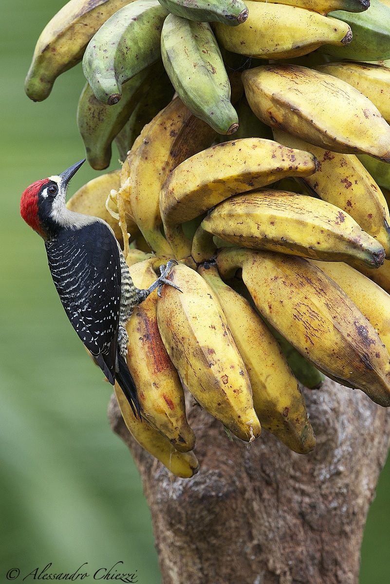 Woodpecker guancenere