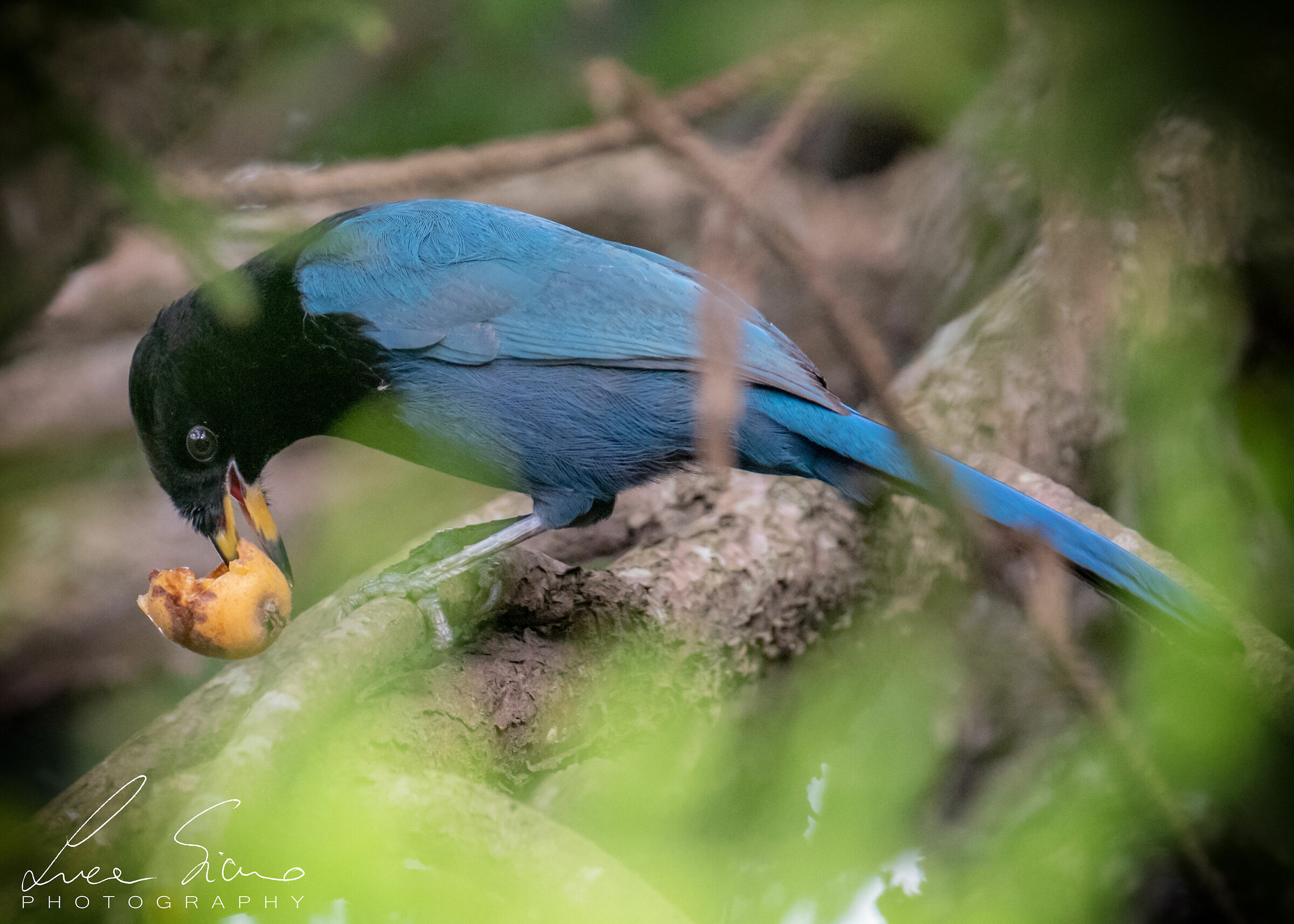 Melanocyan's cyanocorax