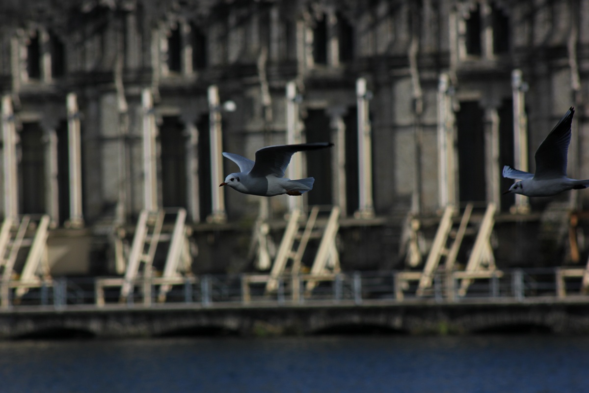 Along the Adda: Gulls