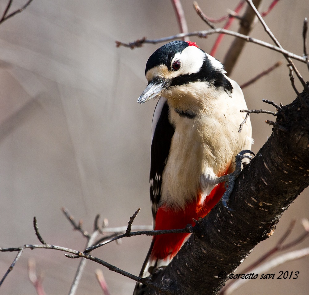 picchio rosso maggiore 2