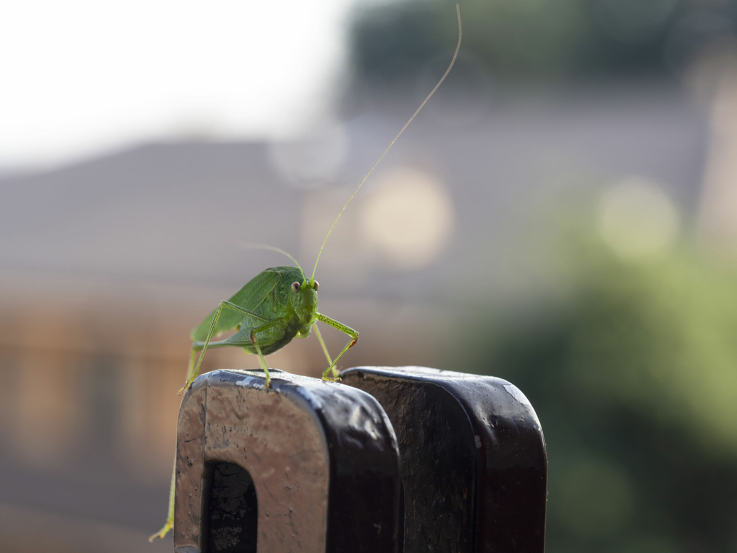 Very virid tettigonia