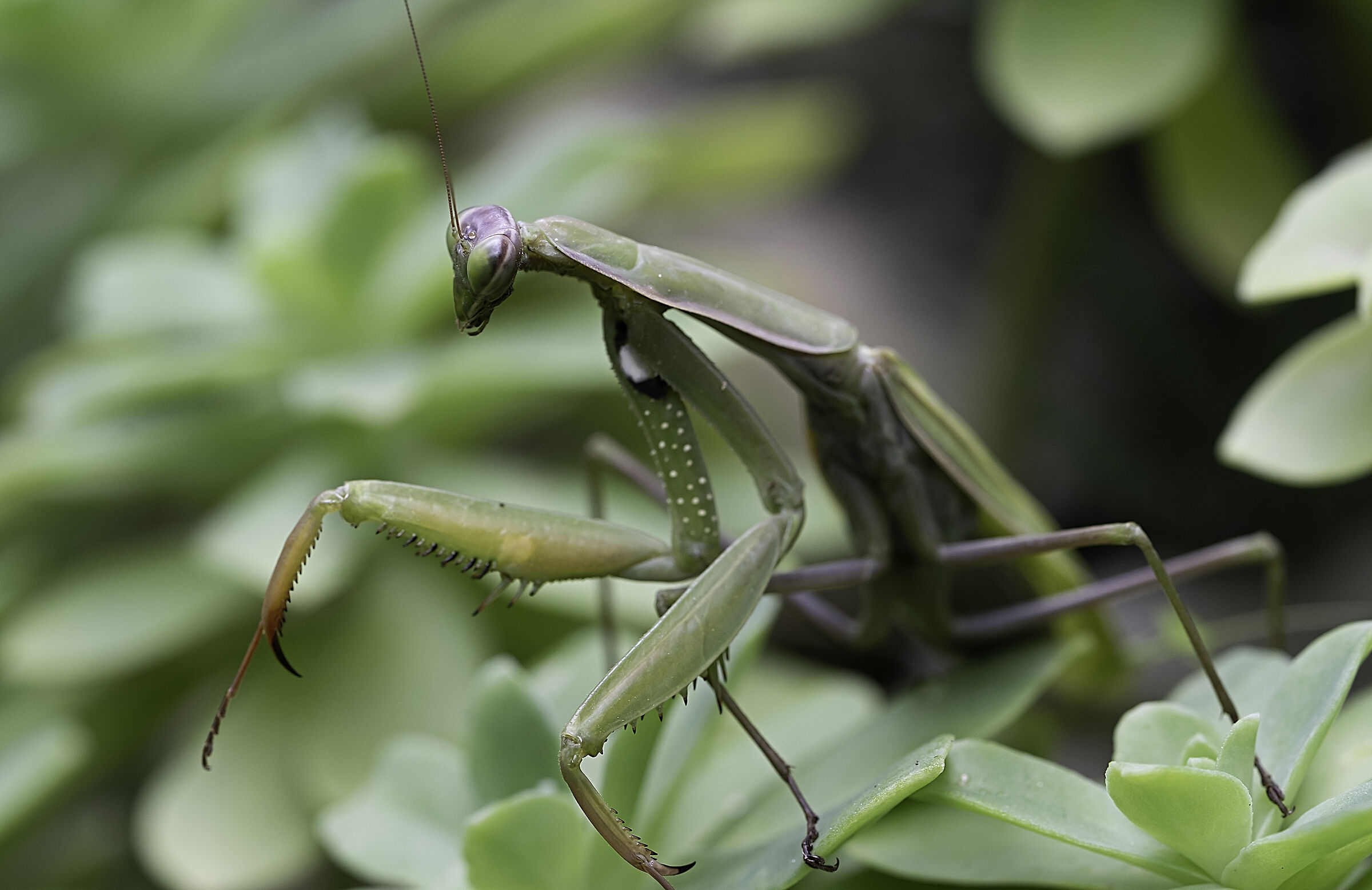 Mantide religiosa in posa fotografica