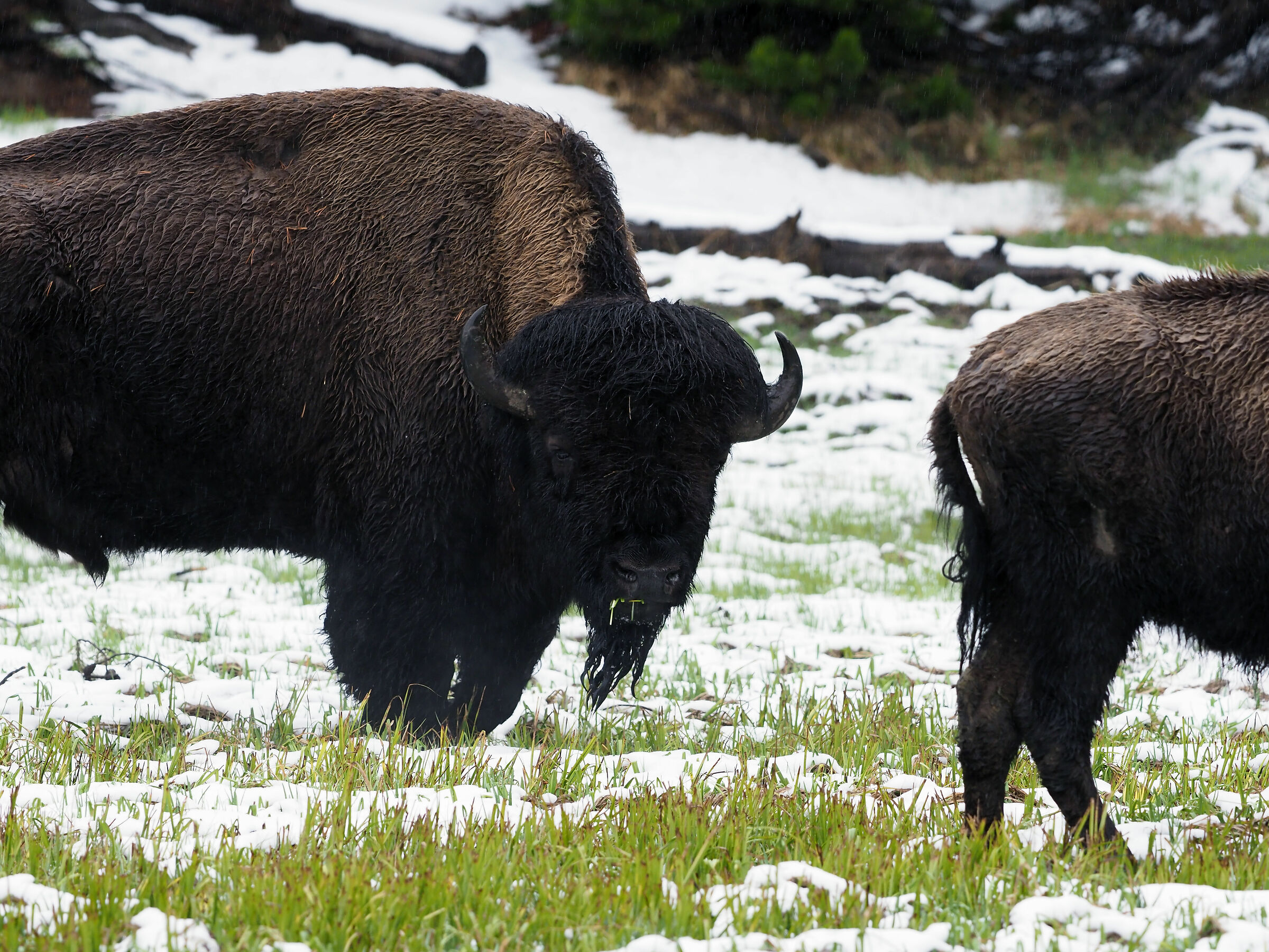 Buffalo: oops I see the cul... Before