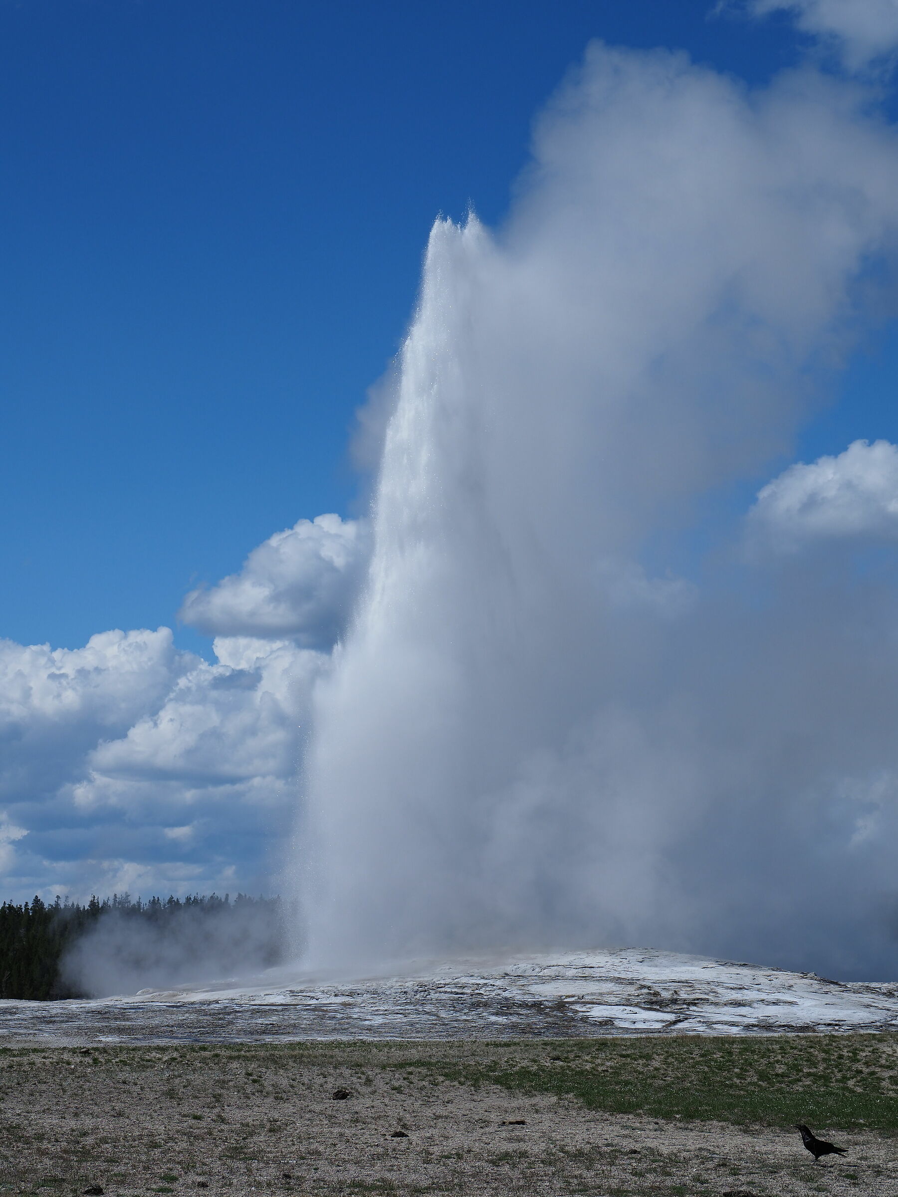 Old Faithful