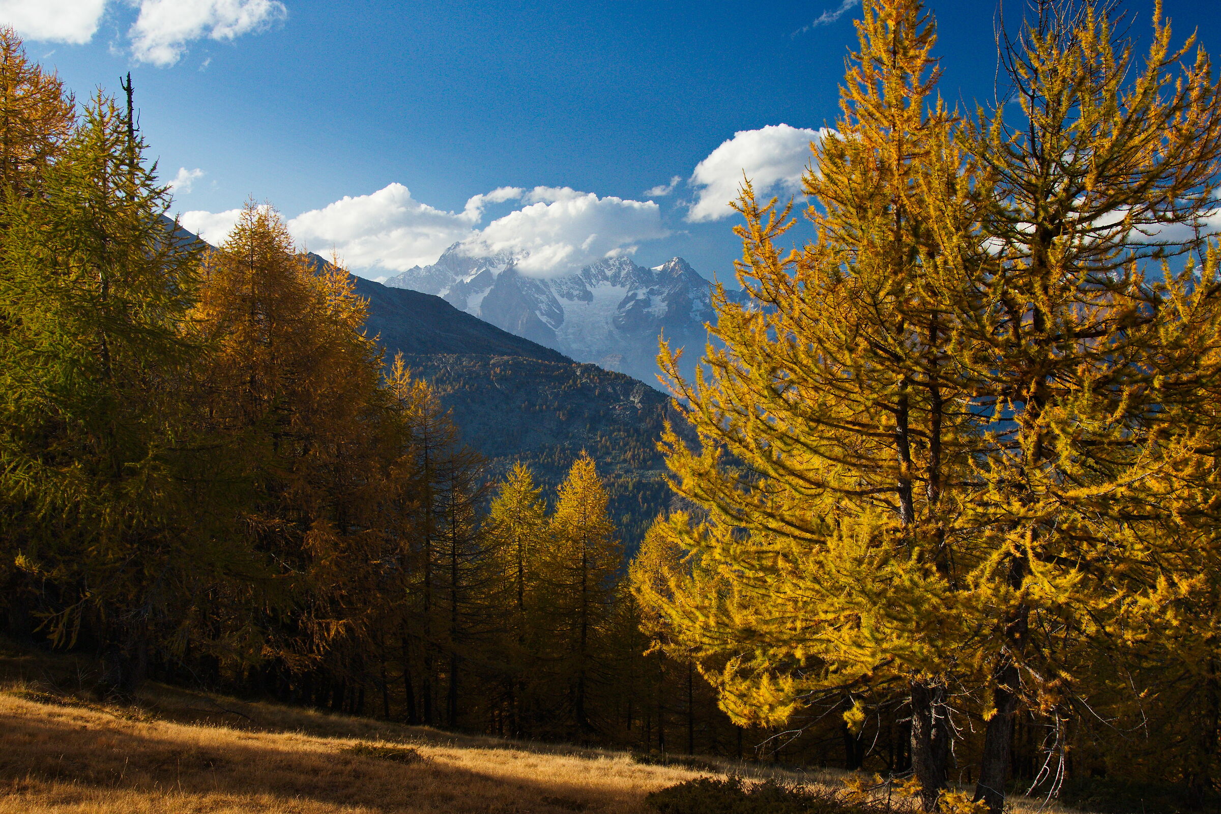 Foliage at Plan Clou