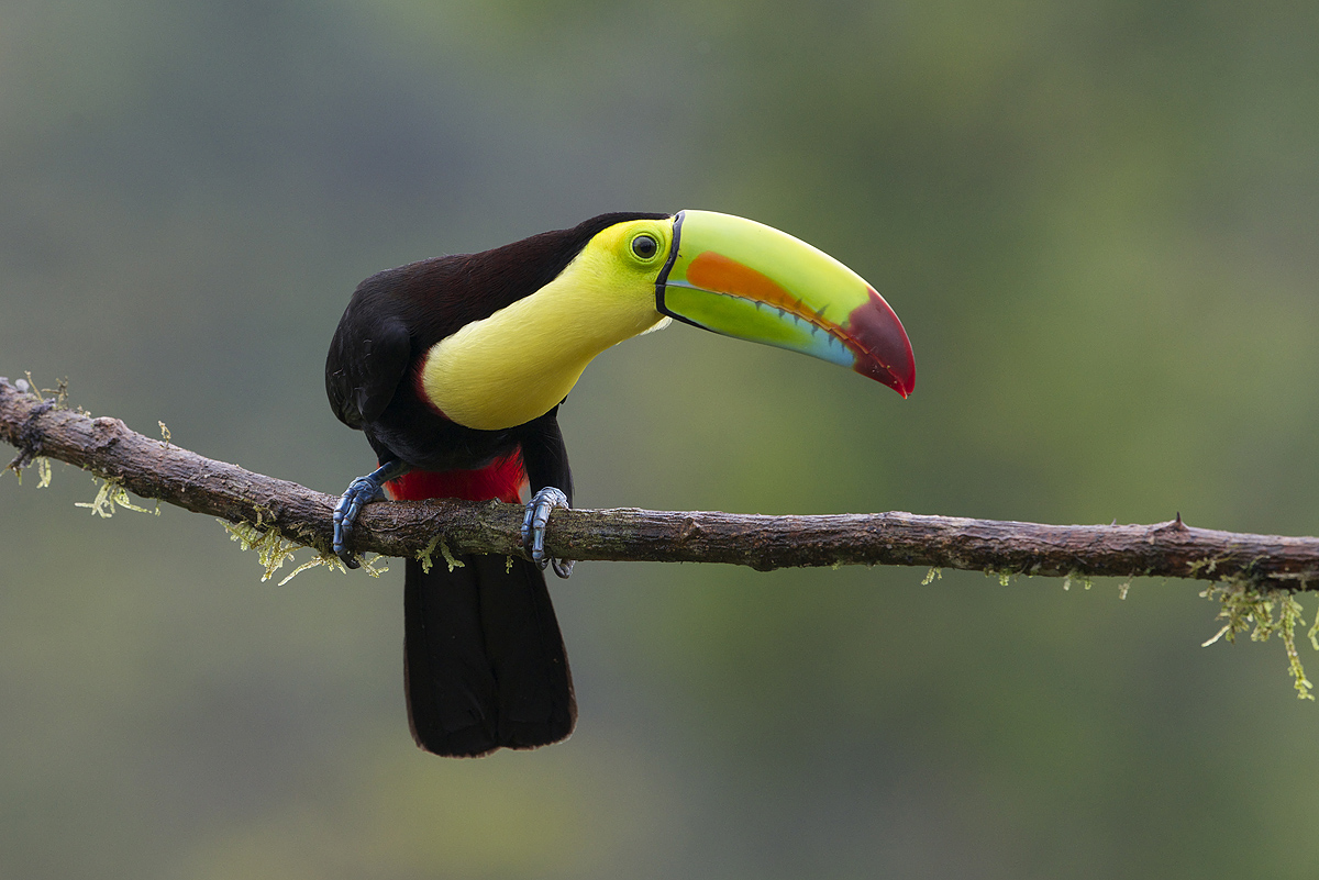Toucan