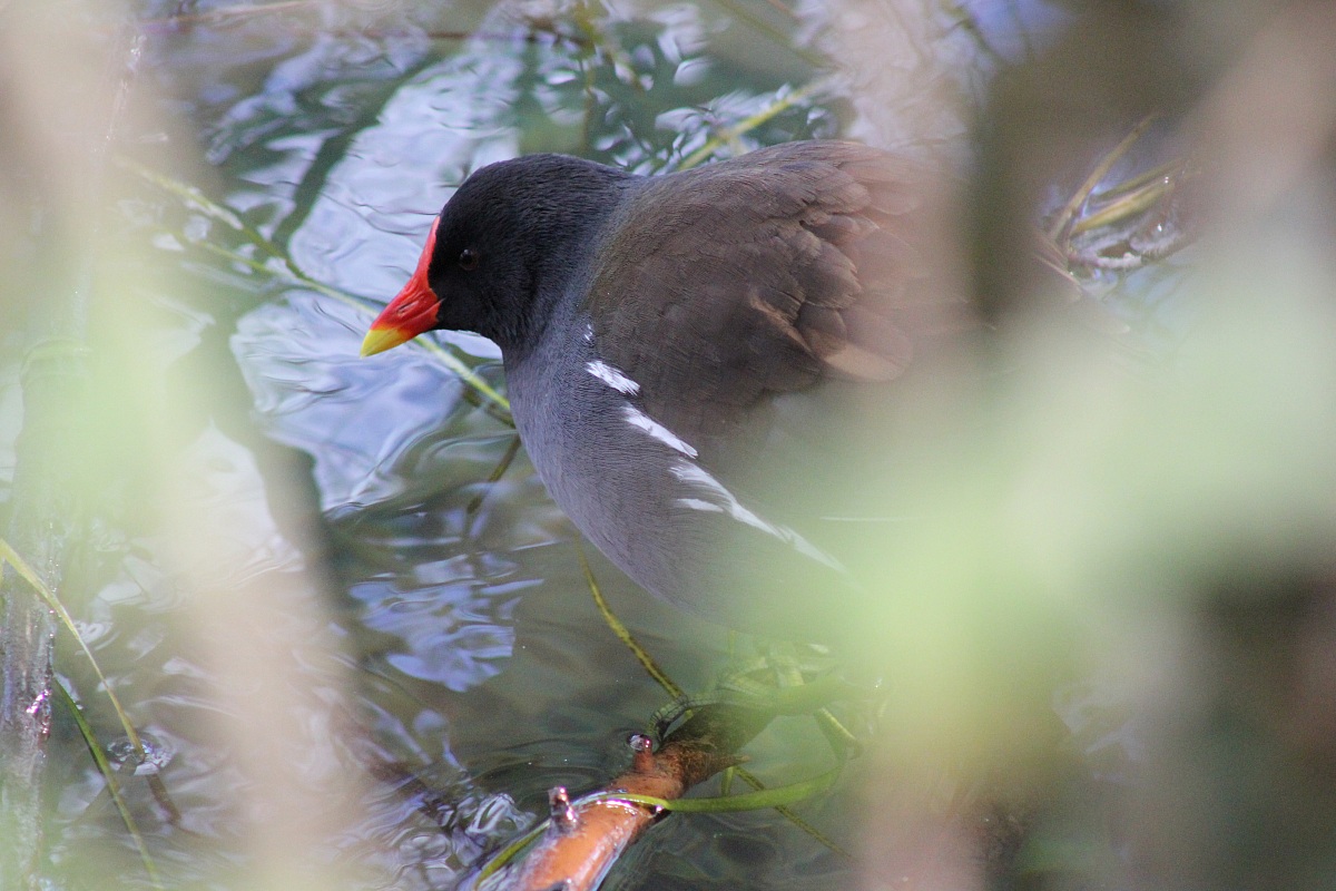 Lungo l'Adda: Gallinella d'acqua