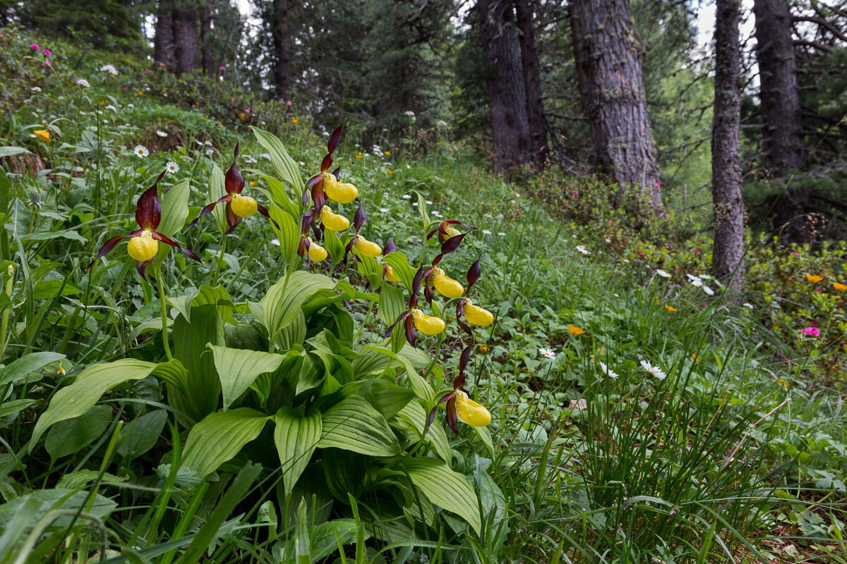 Composition of Cypripedium calceolus ...