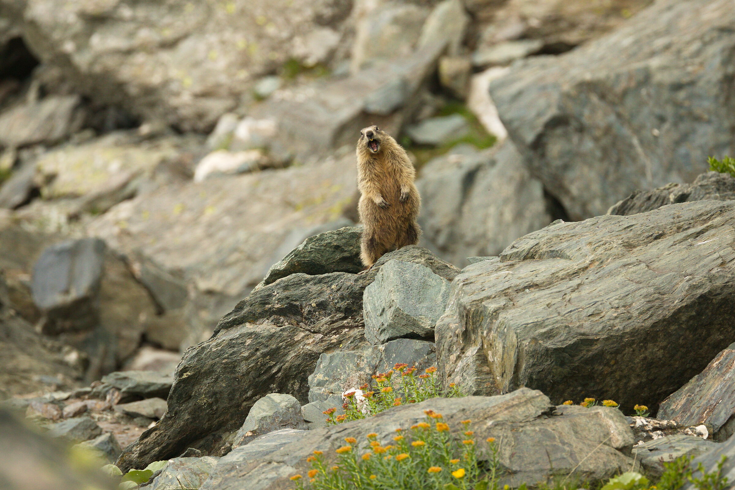 Il fischio della Marmotta