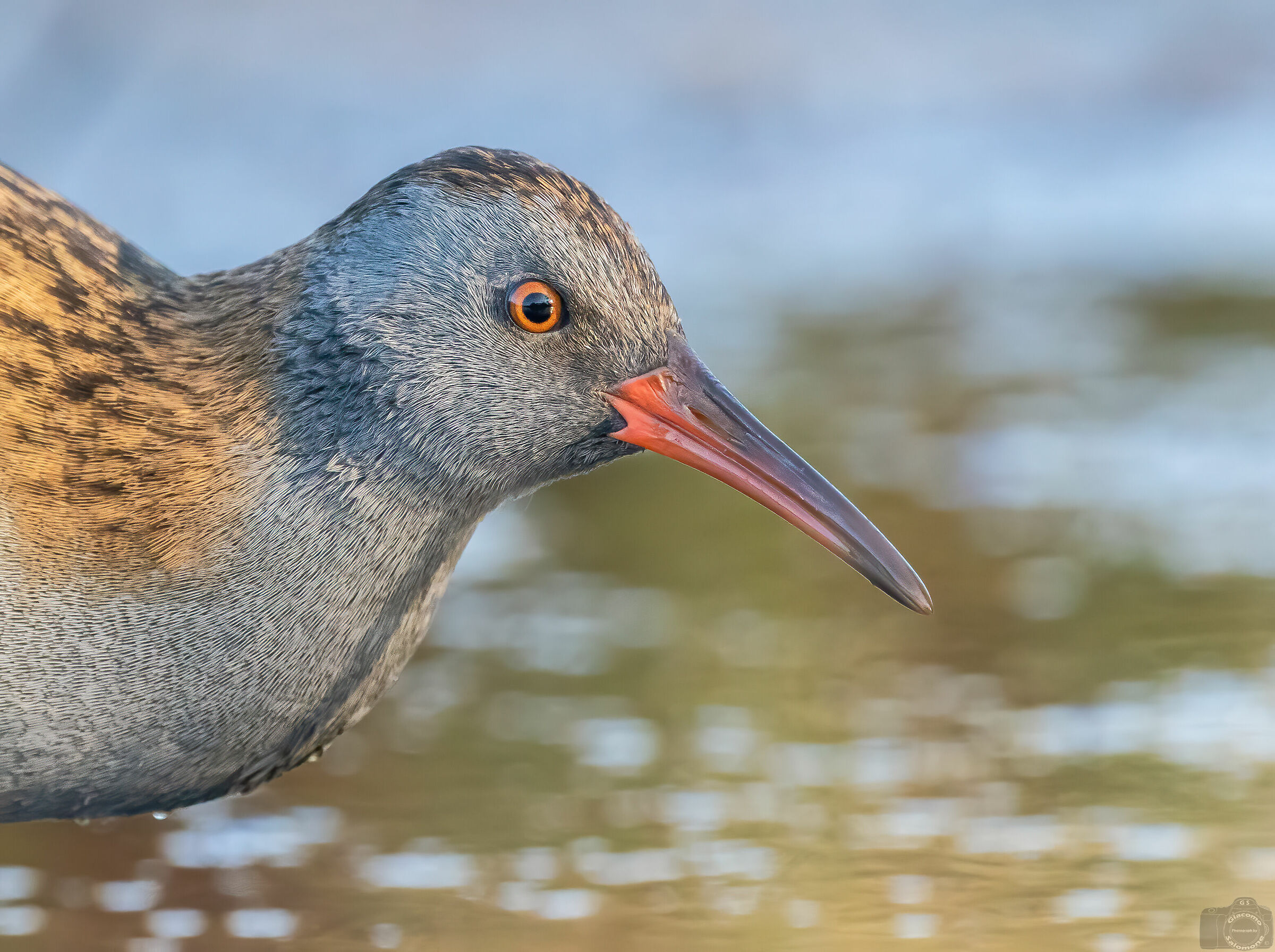 Portrait of Porciglione
