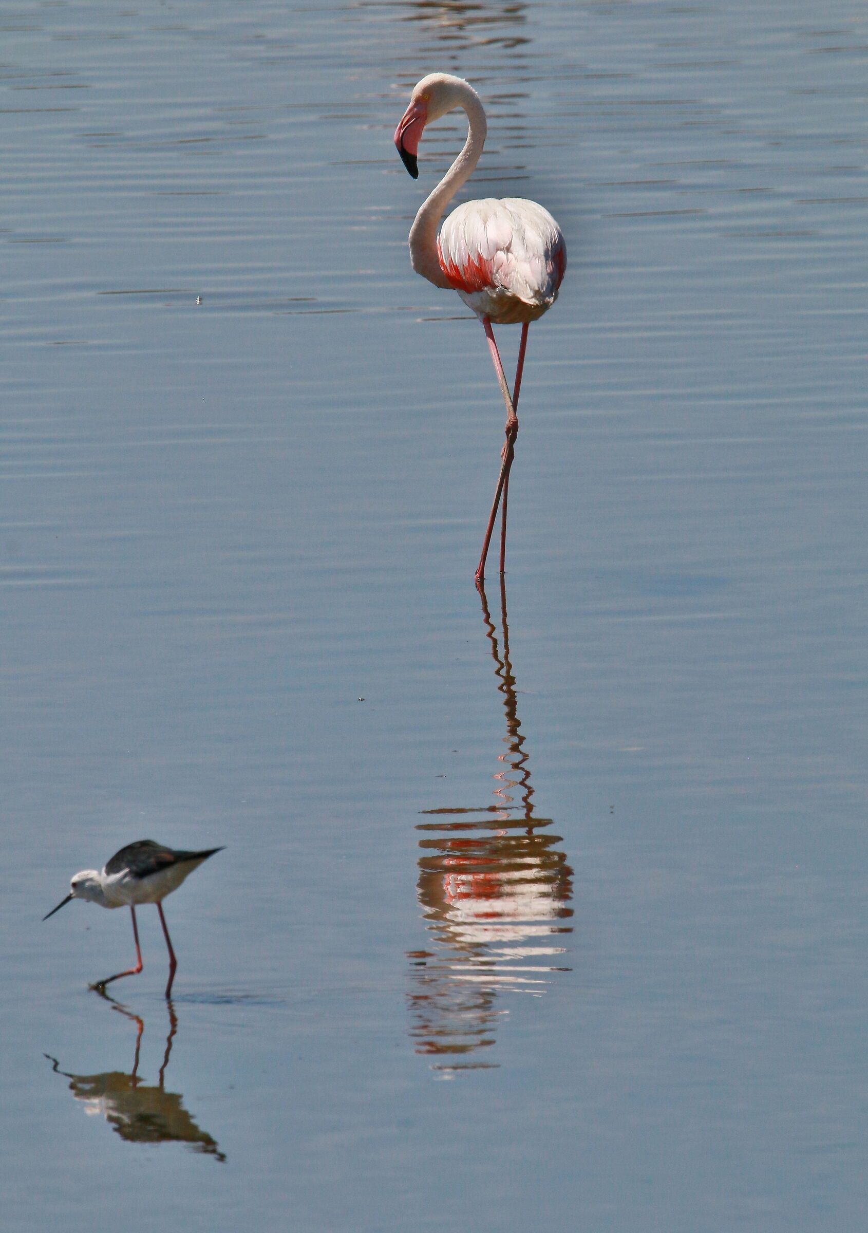 What do you want...... Little fella