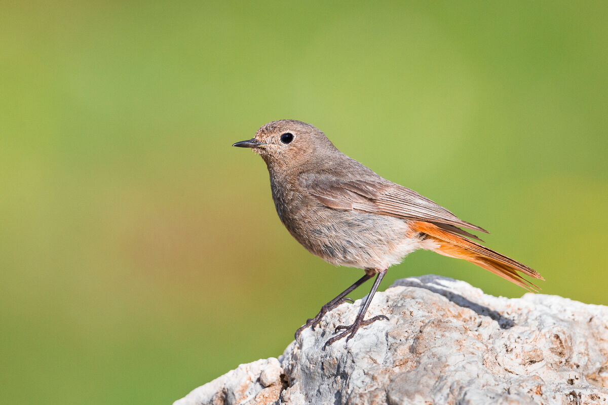 Codirosso spazzacamino femmina ...