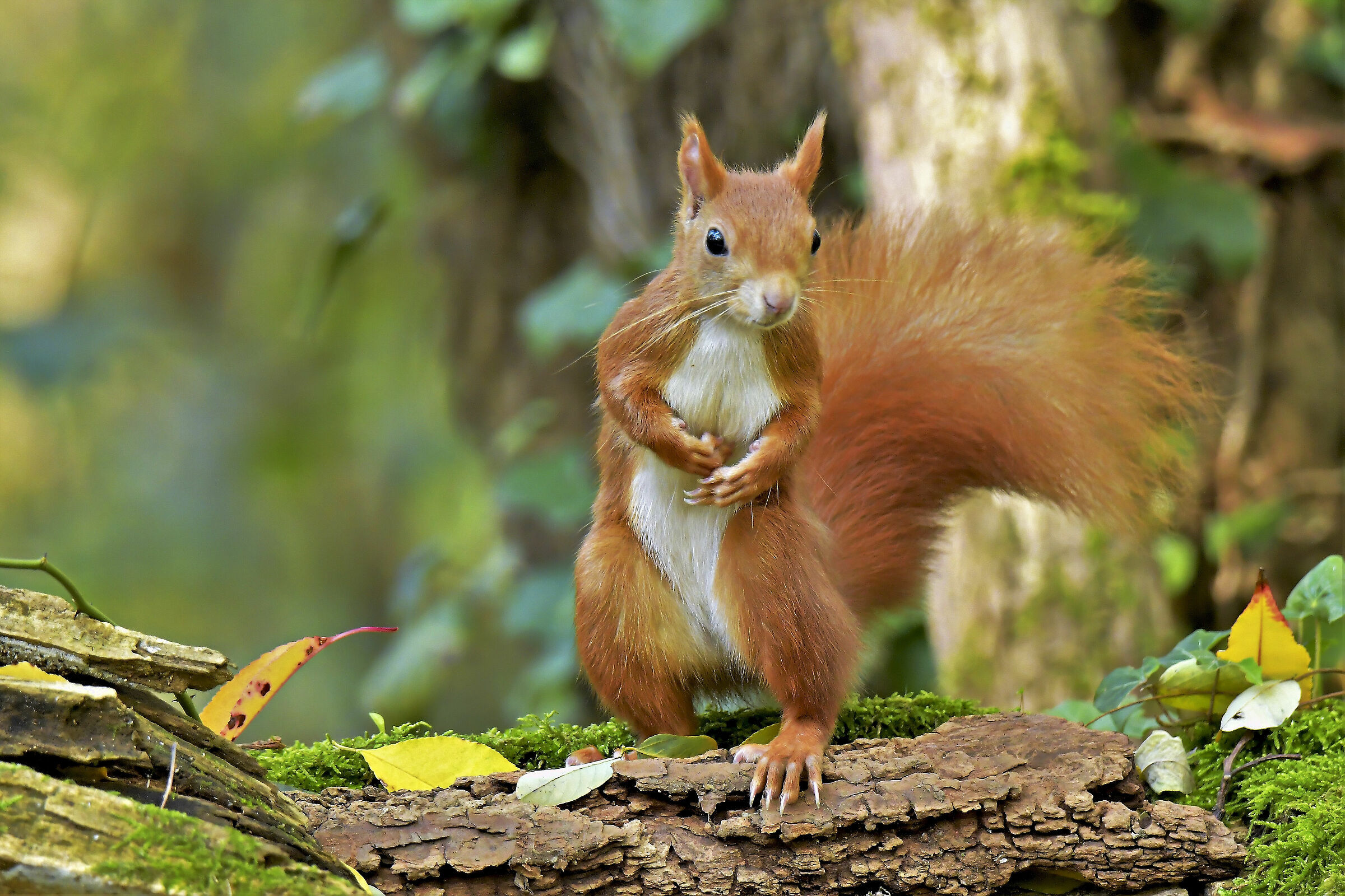 the cute red squirrel of groane mb park