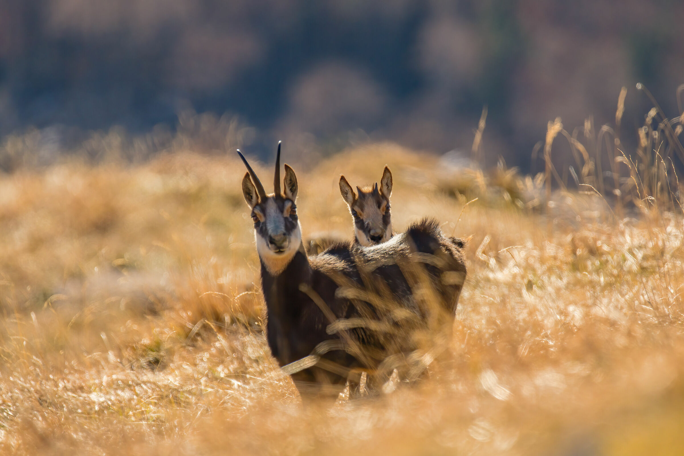 Mom suede and baby at sunset