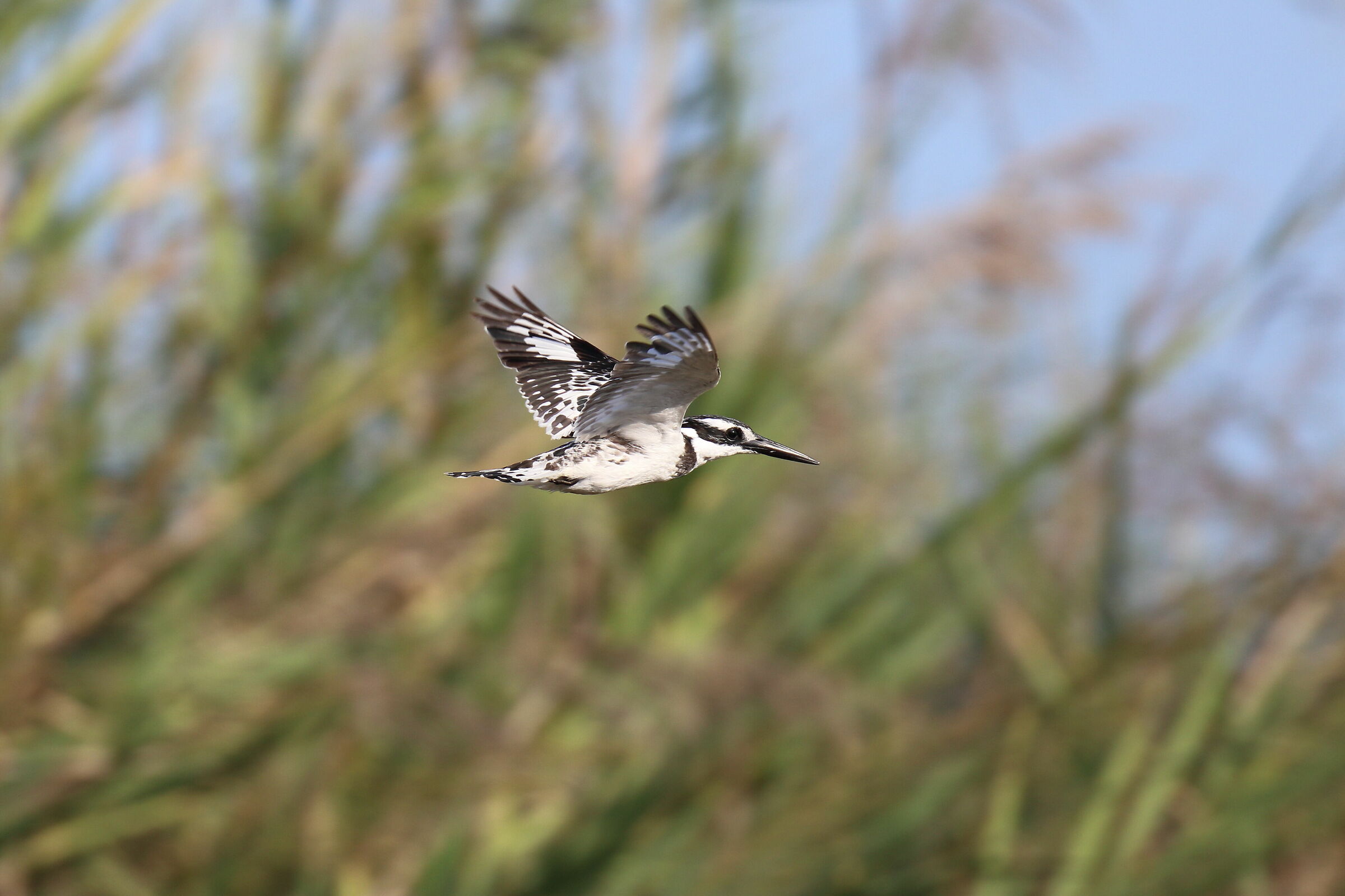 Martin pescatore pied