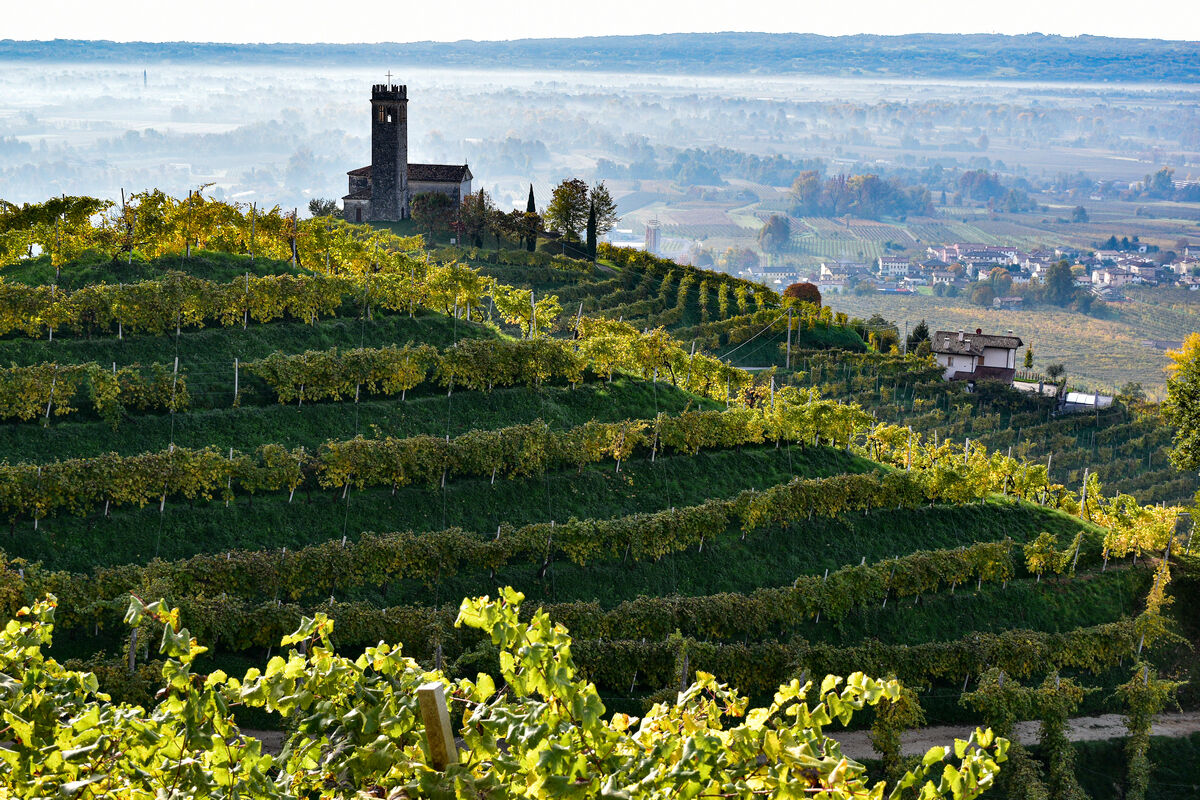 San Lorenzo tra le vigne