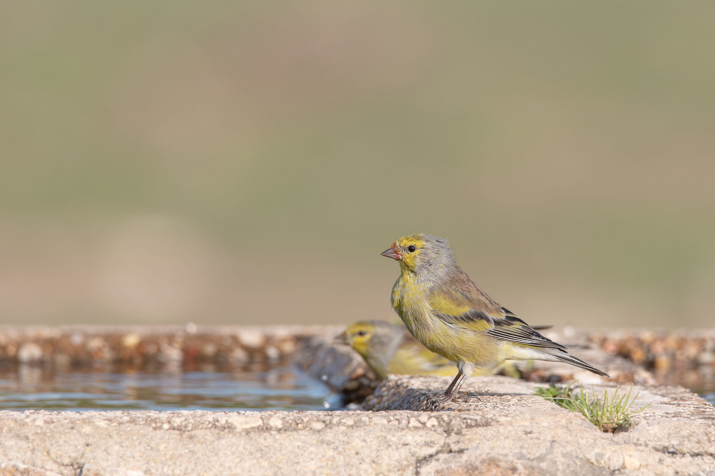Venturone sardo/corso