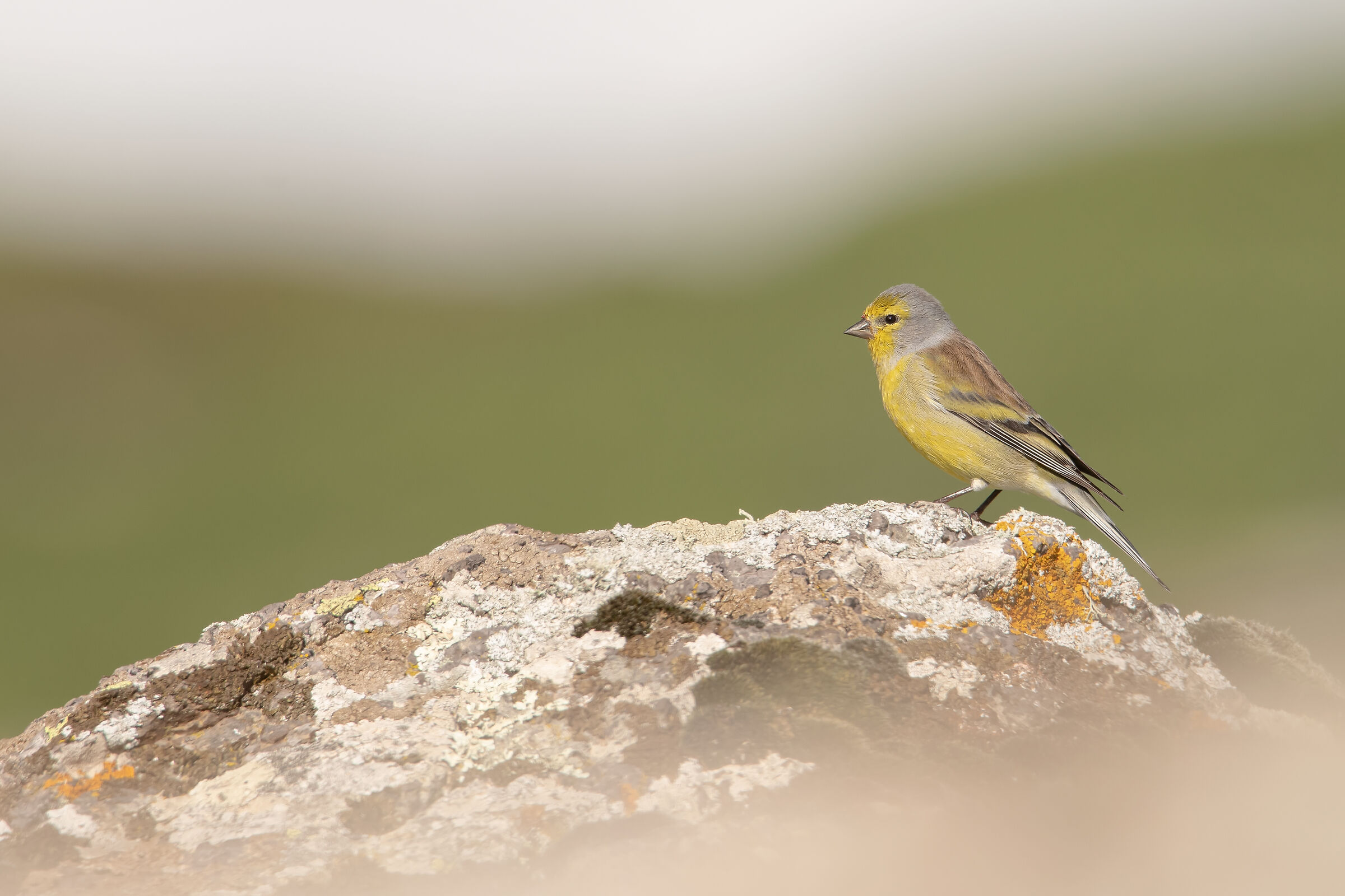 Venturone sardo/corso
