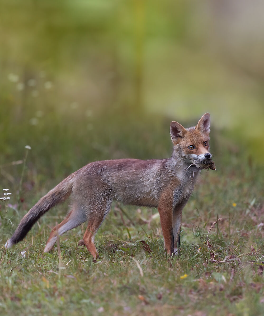 fox with prey