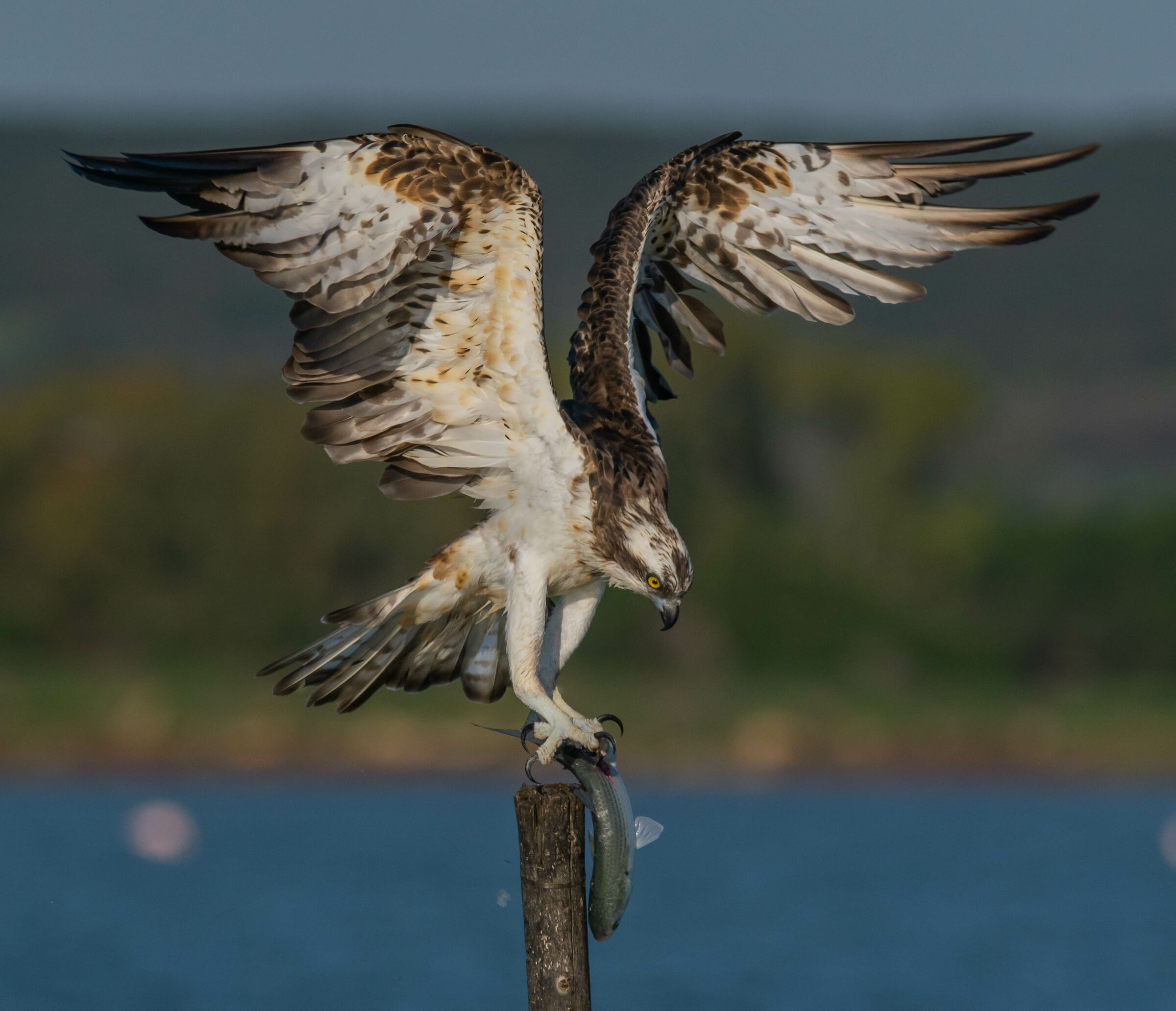 Another fish for the osprey!