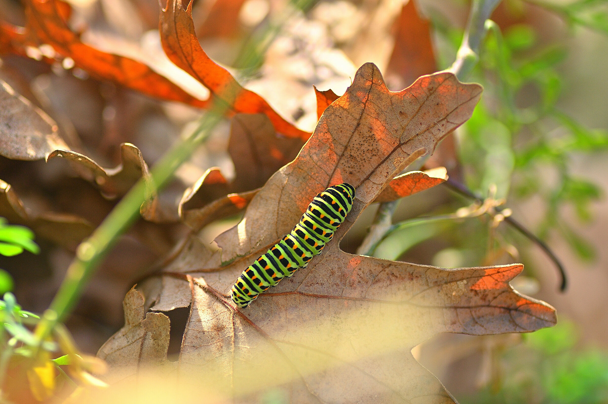 Papilio machaon for Macaone