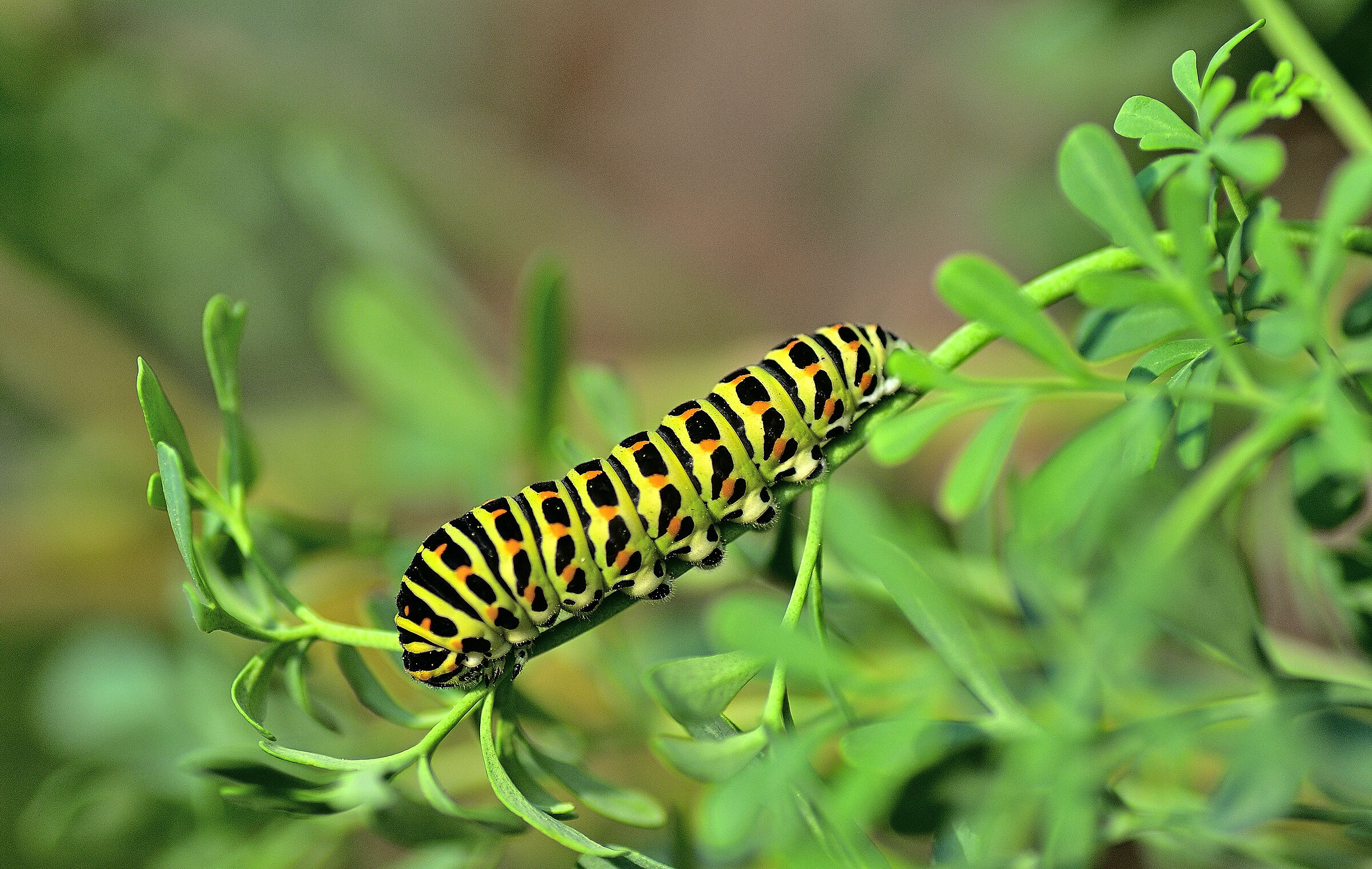 Papilio machaon for Macaone