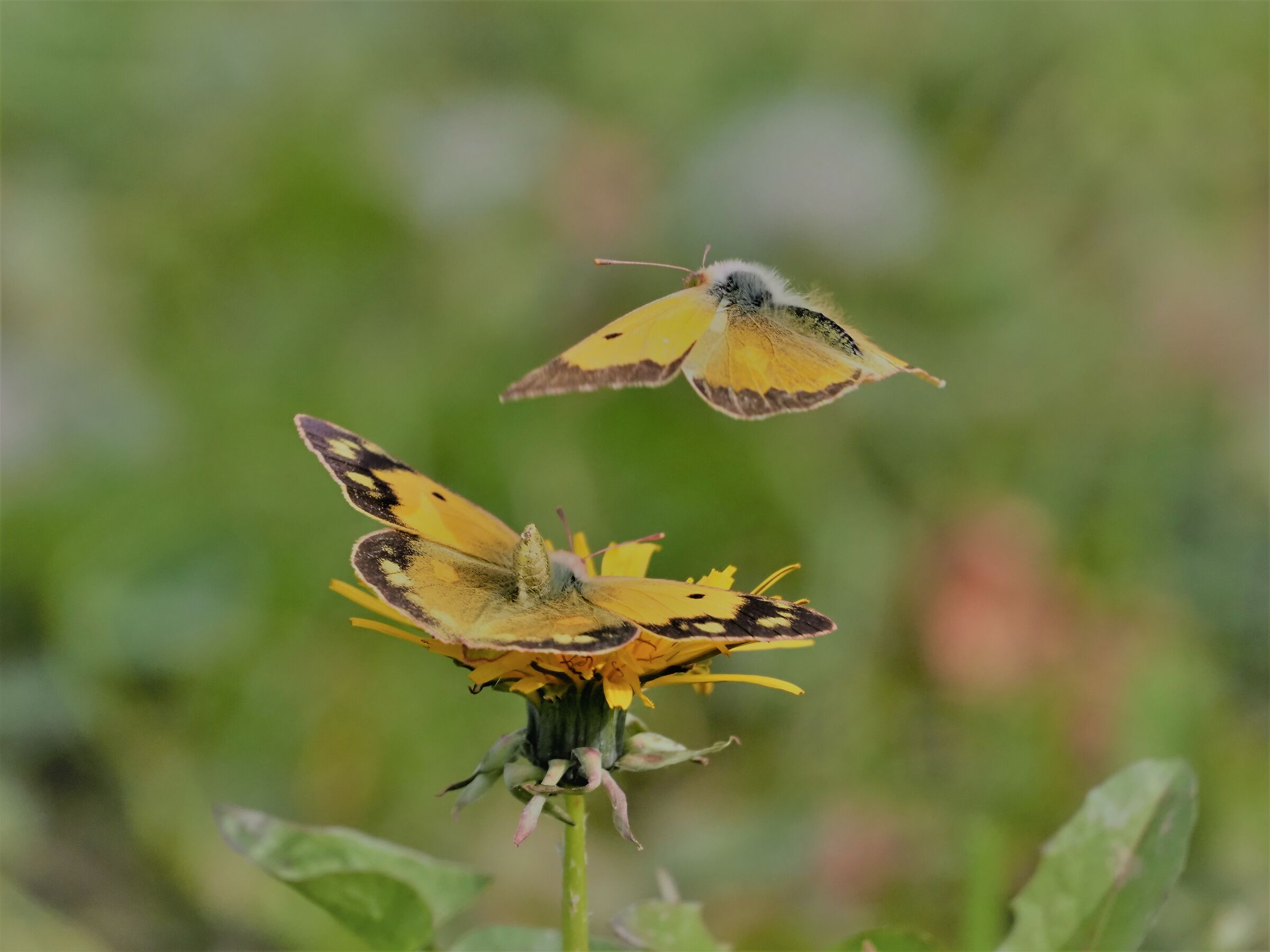 COLIAS CROCEA