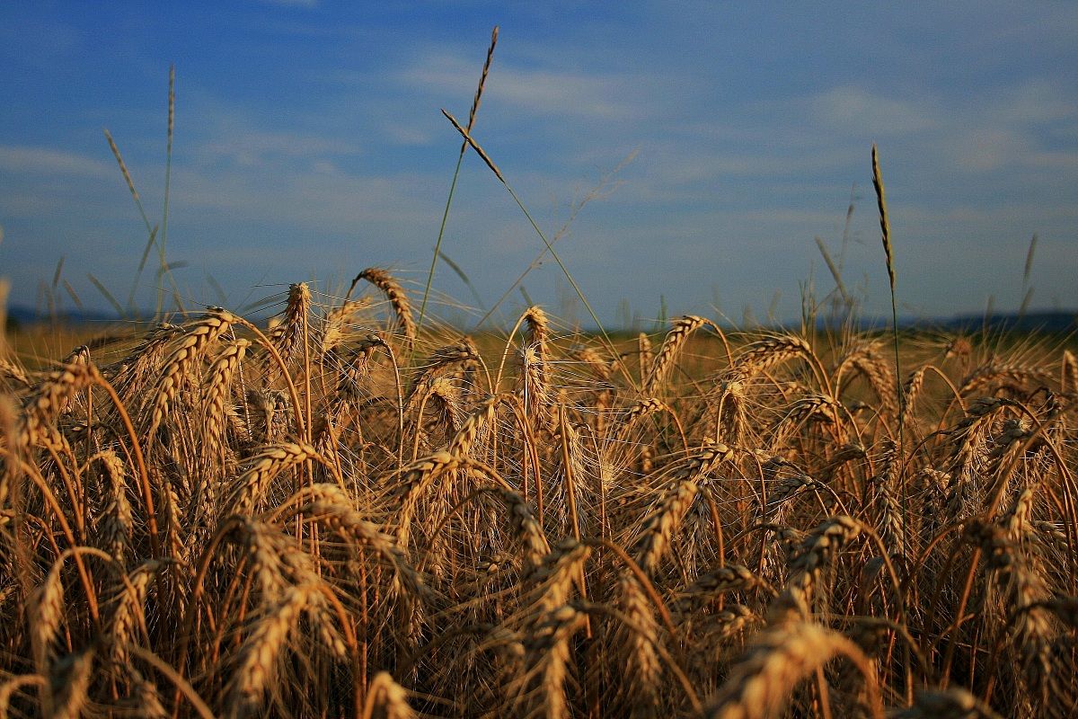 Summer in the countryside