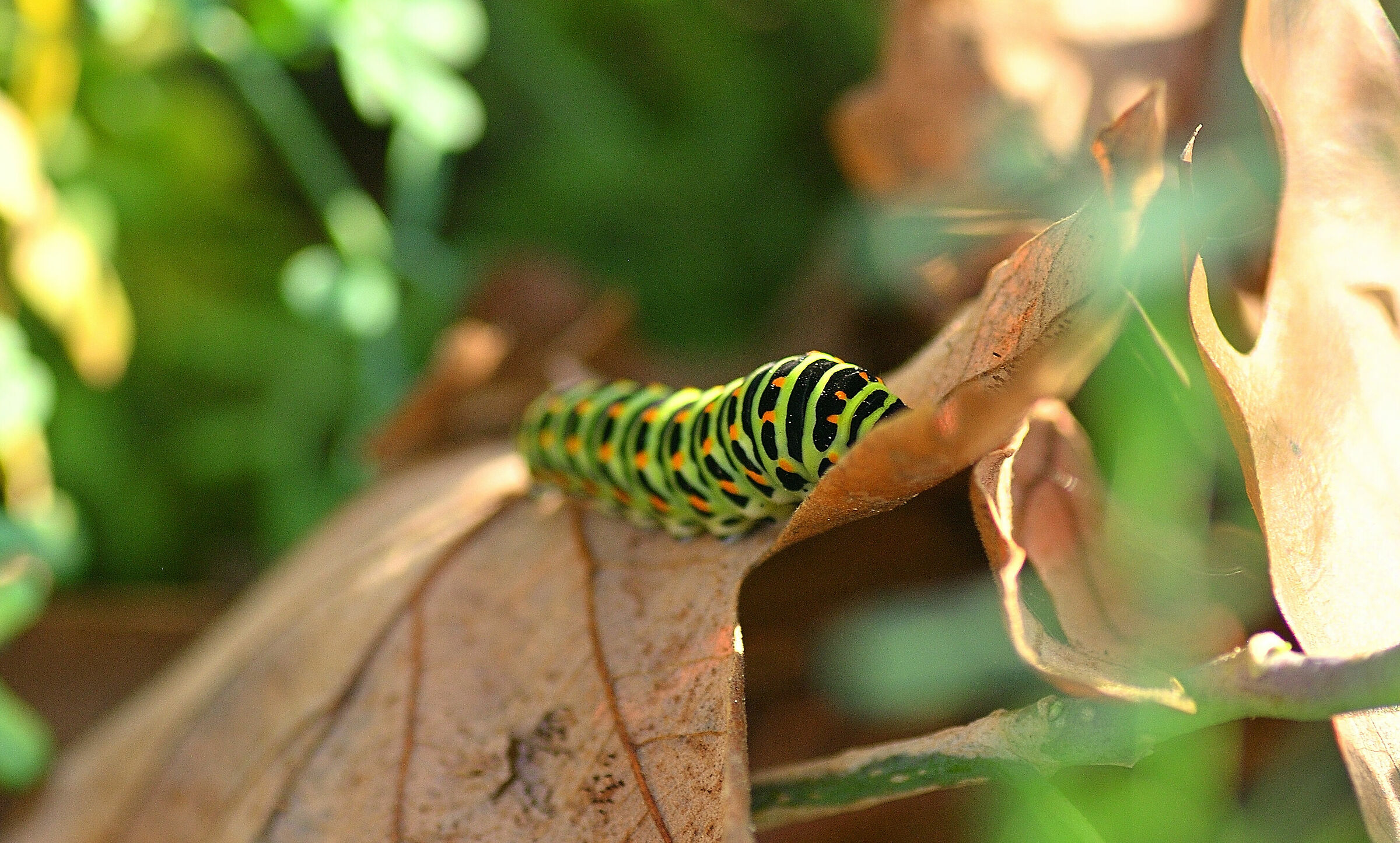 Papilio machaon....