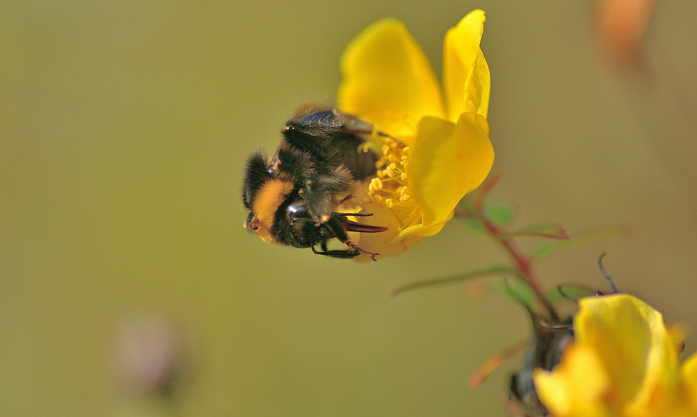 The Bumblebee, the last one left....!!!!