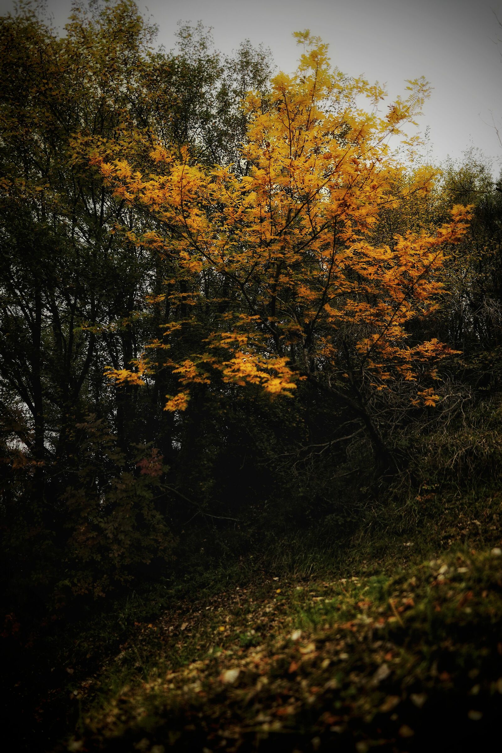 Autumn